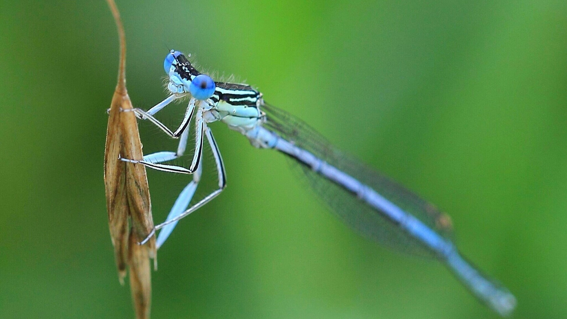 Blue Damselfly on a Dry Plant Stem HD Wallpaper