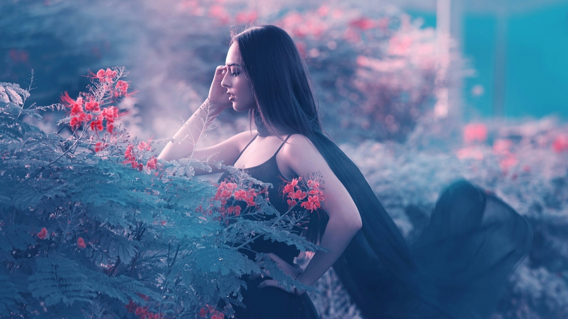 A young woman in a black dress among red flowers HD Wallpaper