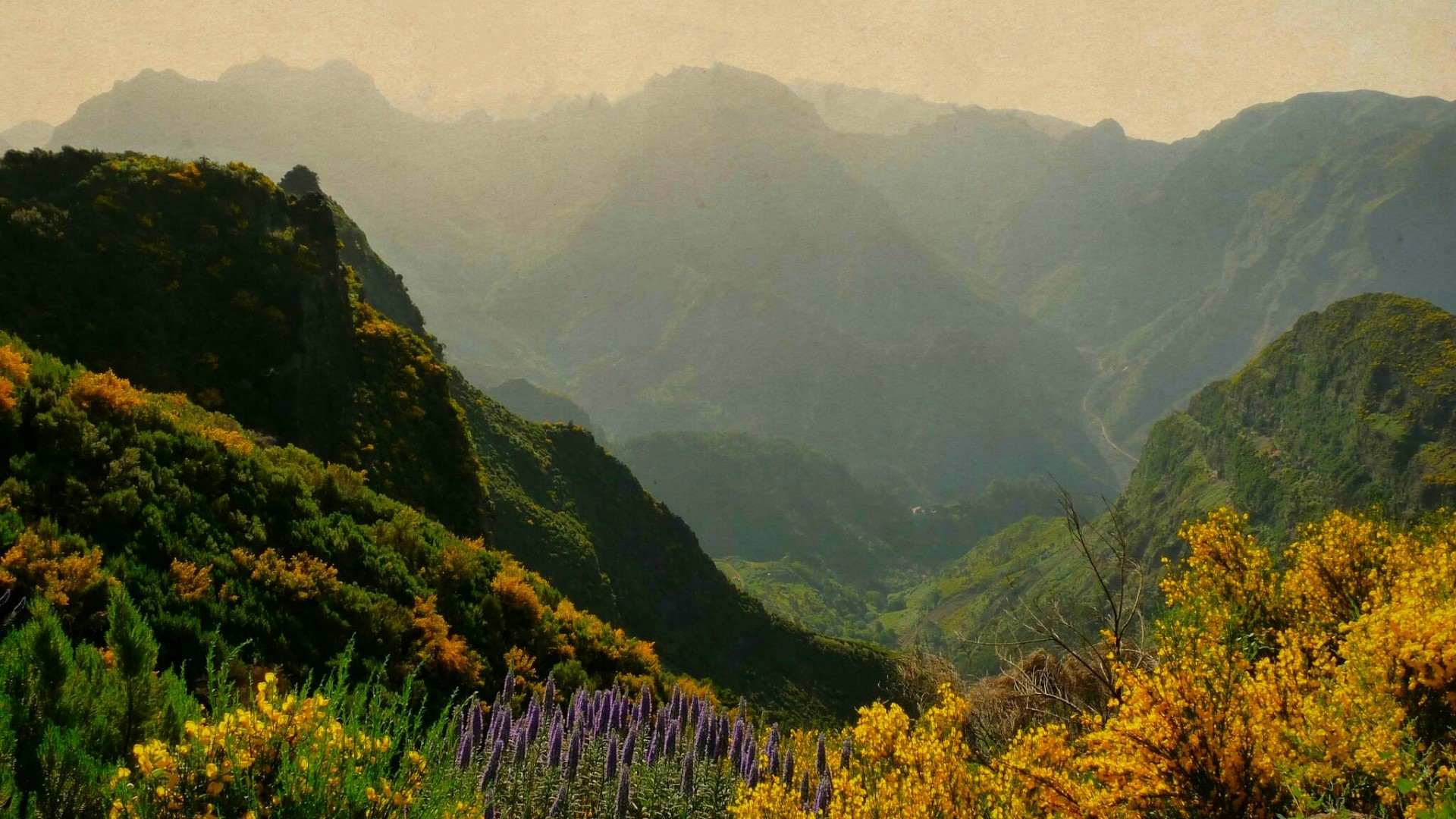 Mountain valley with flowering plants HD Wallpaper