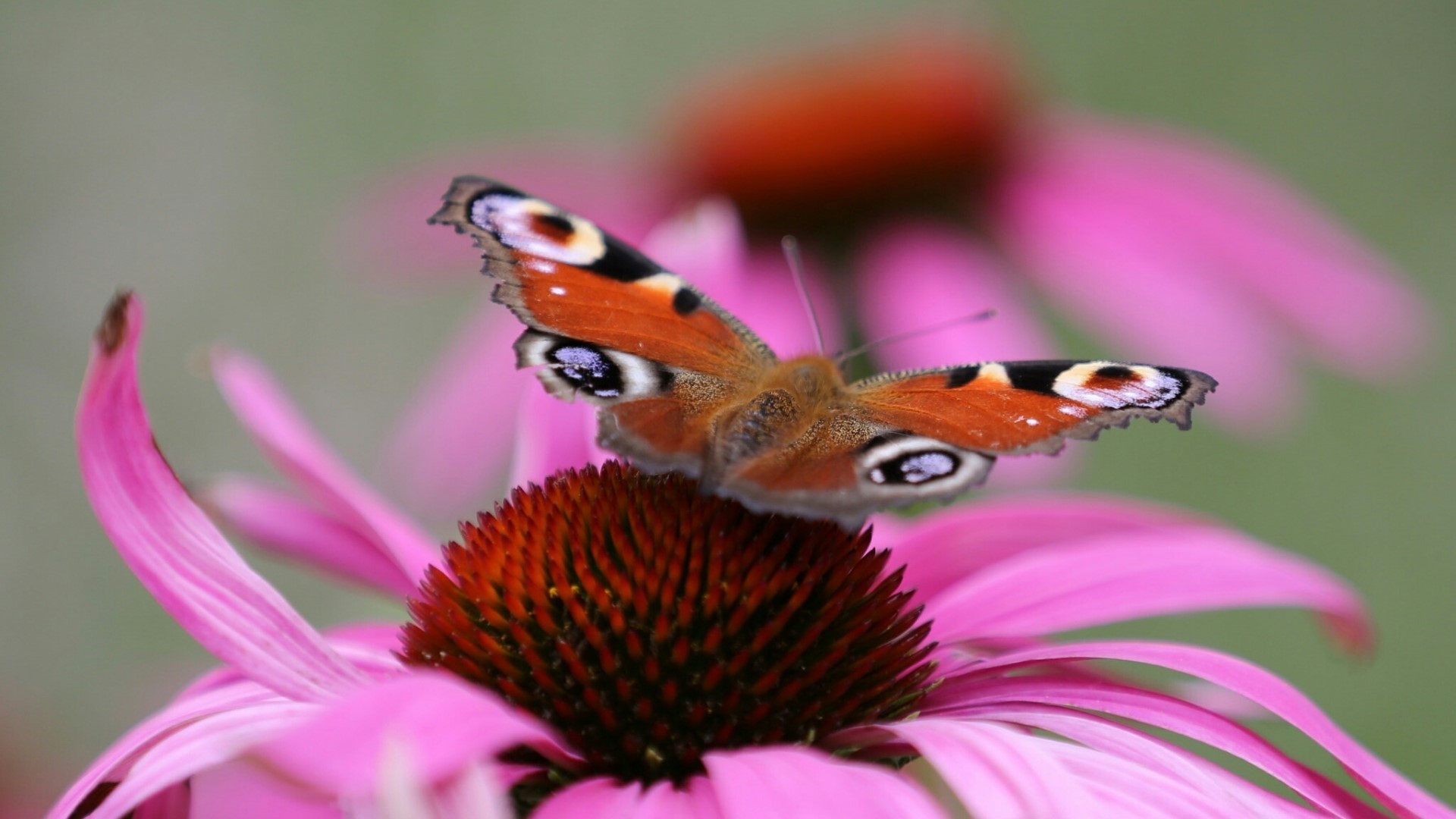 Peacock butterfly on a pink coneflower HD Wallpaper
