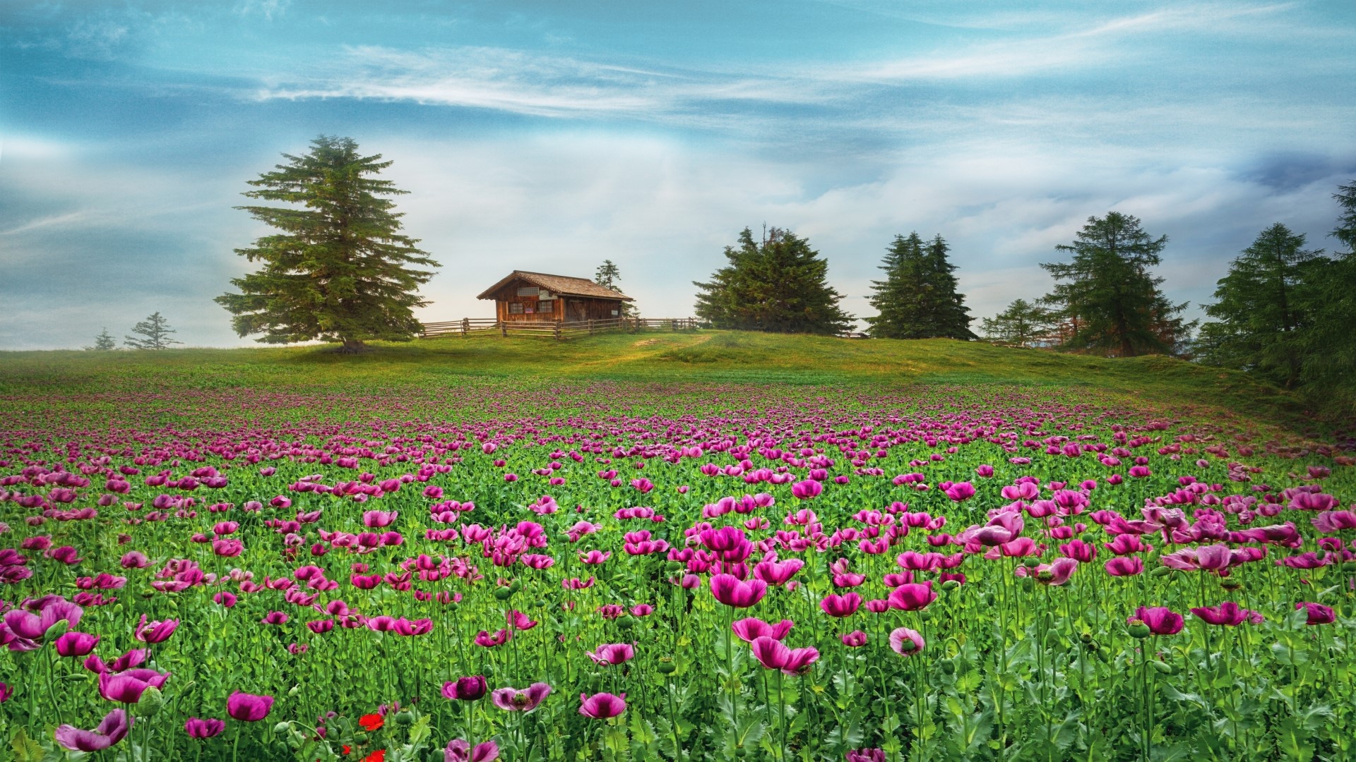 Field of purple flowers with a cabin on a hill HD Wallpaper