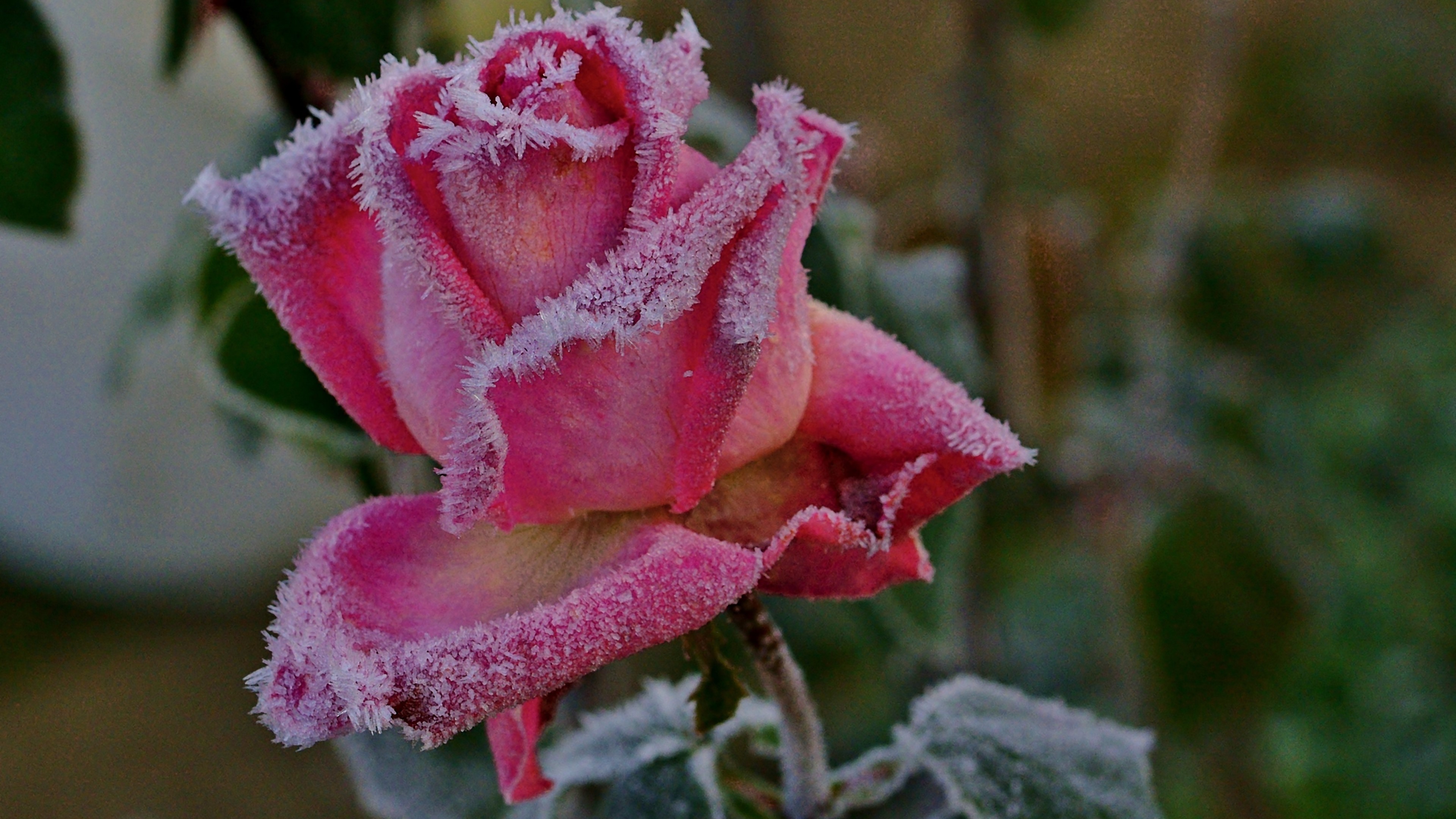 Pink rose covered in frost HD Wallpaper