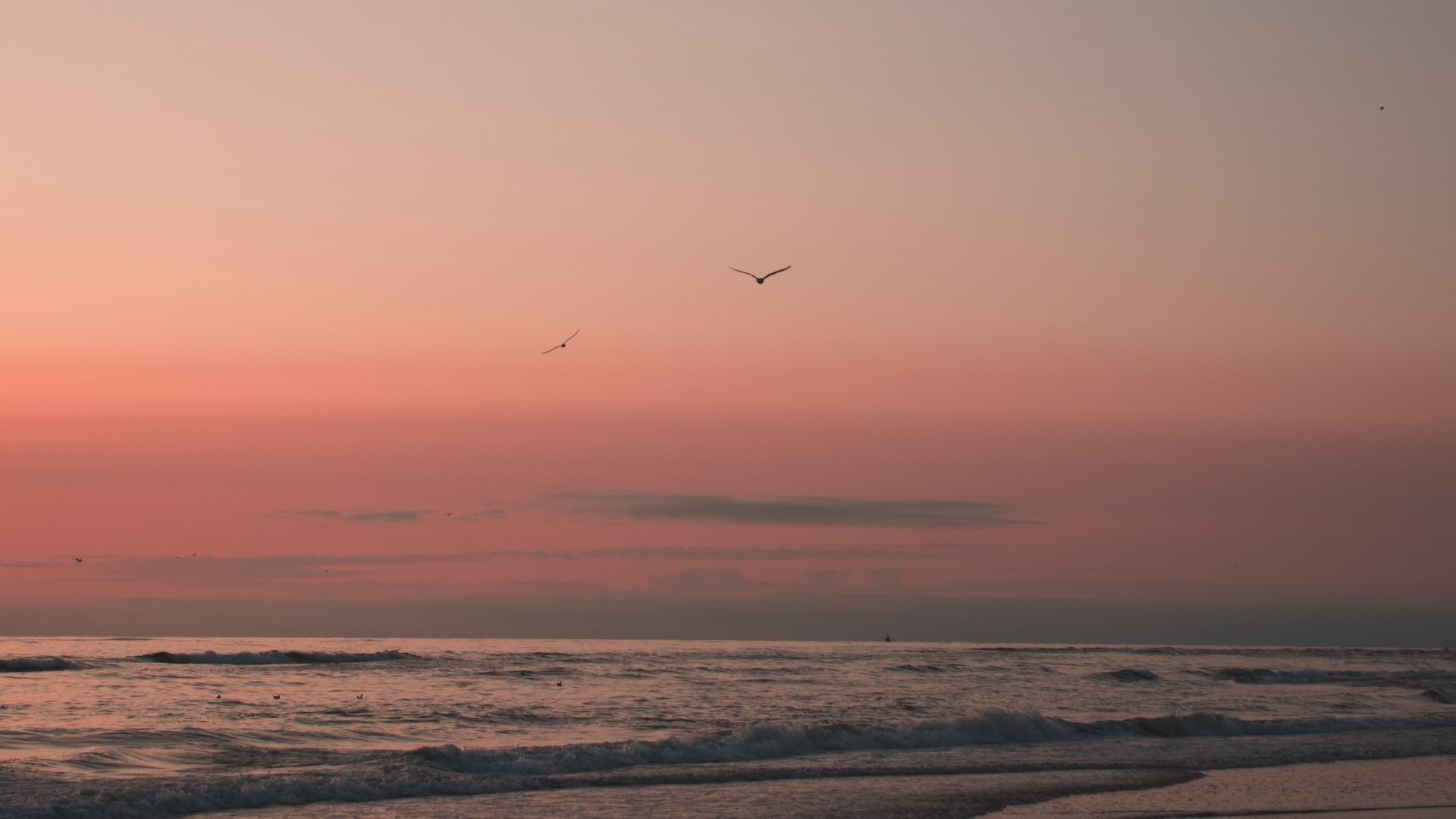 Seagulls flying over ocean waves at sunset HD Wallpaper