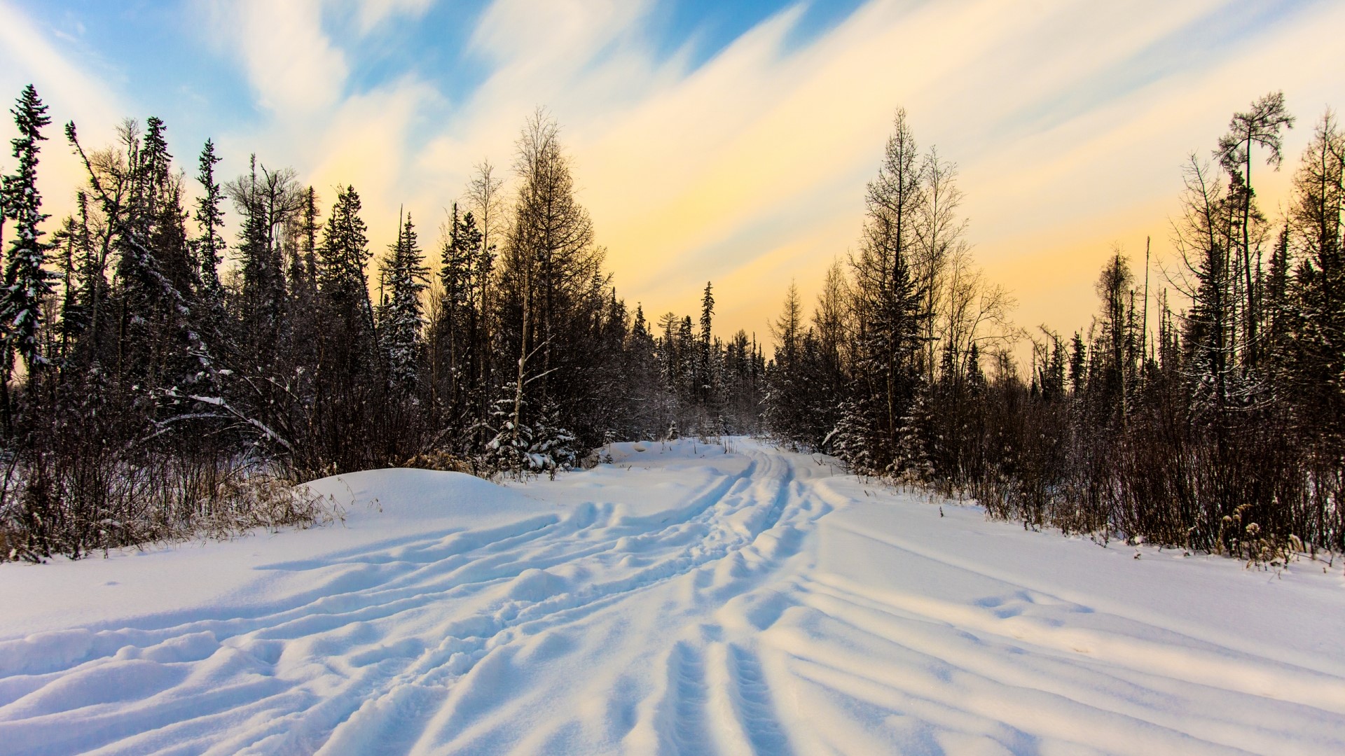 Winter forest with snow-covered road HD Wallpaper