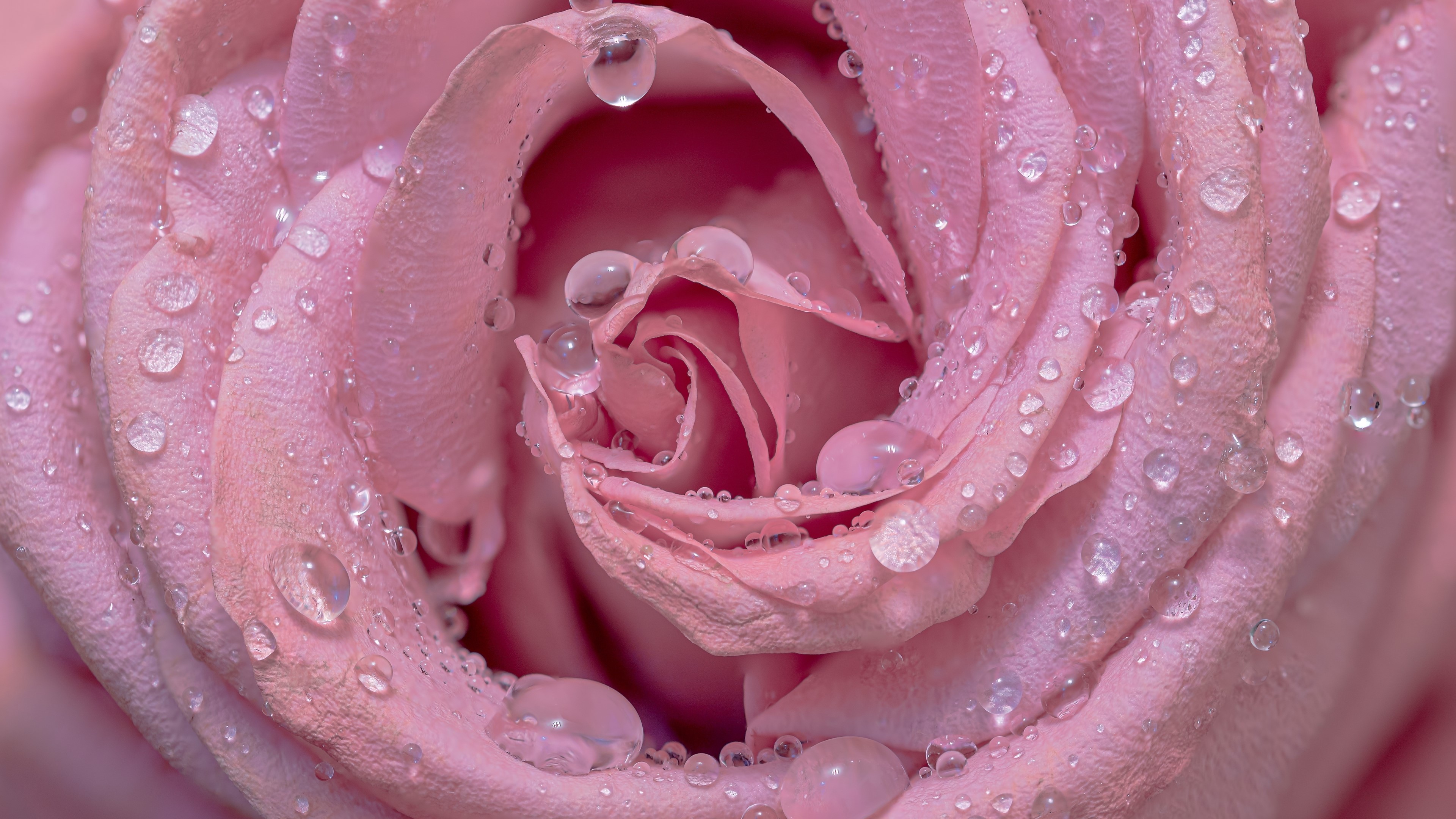 4K Pink Rose with Water Droplets HD Wallpaper