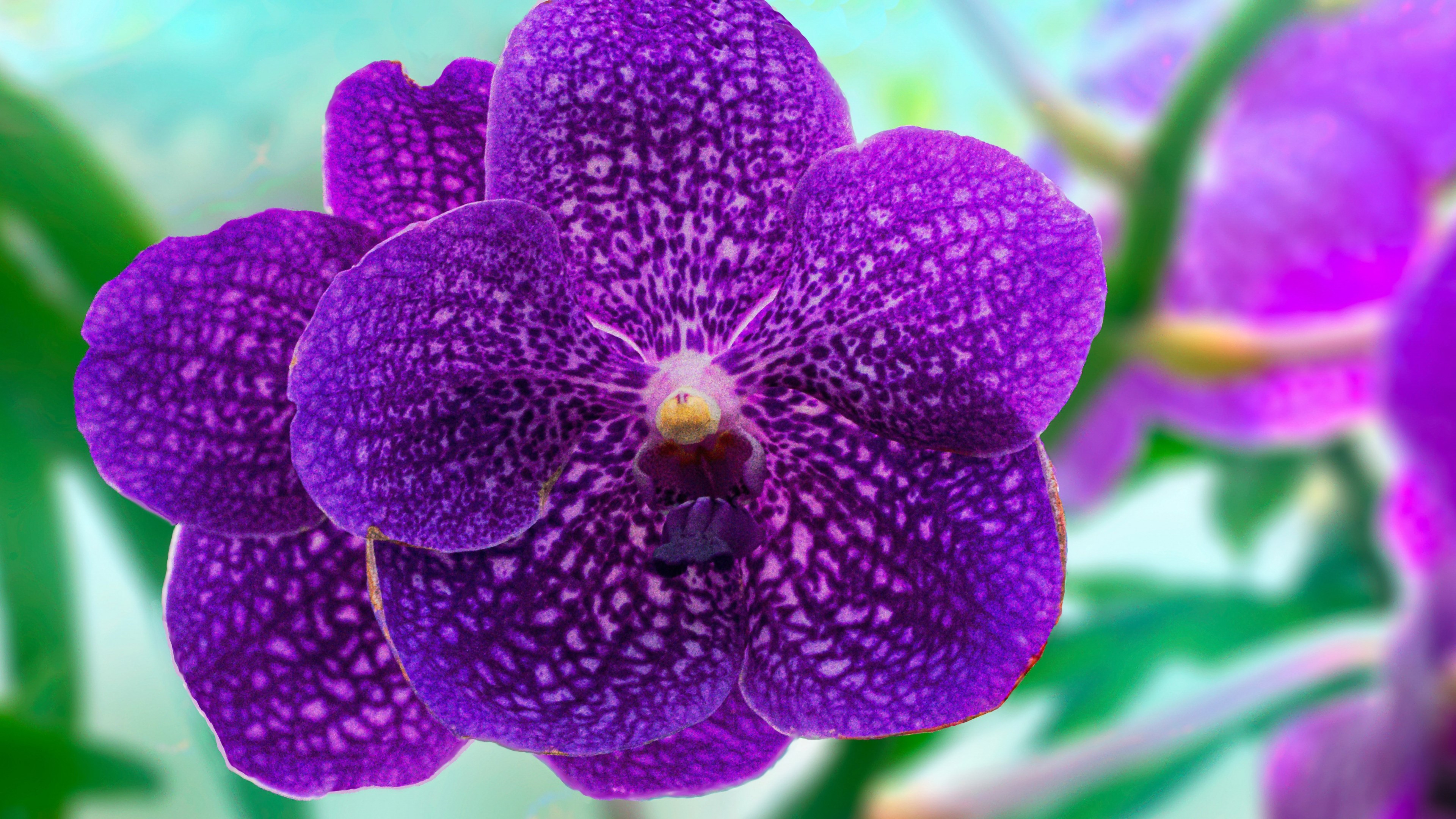 Purple Vanda Orchid HD Wallpaper