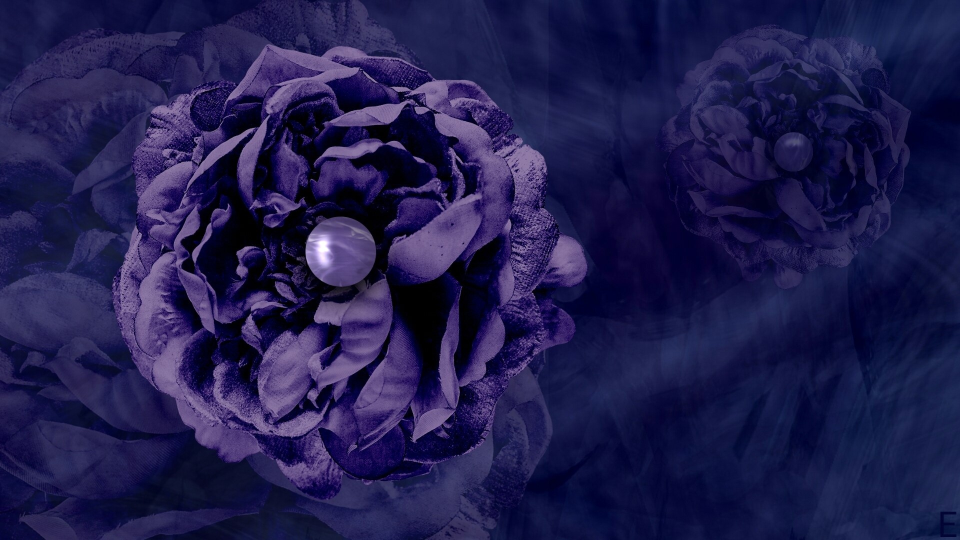 Purple roses with pearls HD Wallpaper