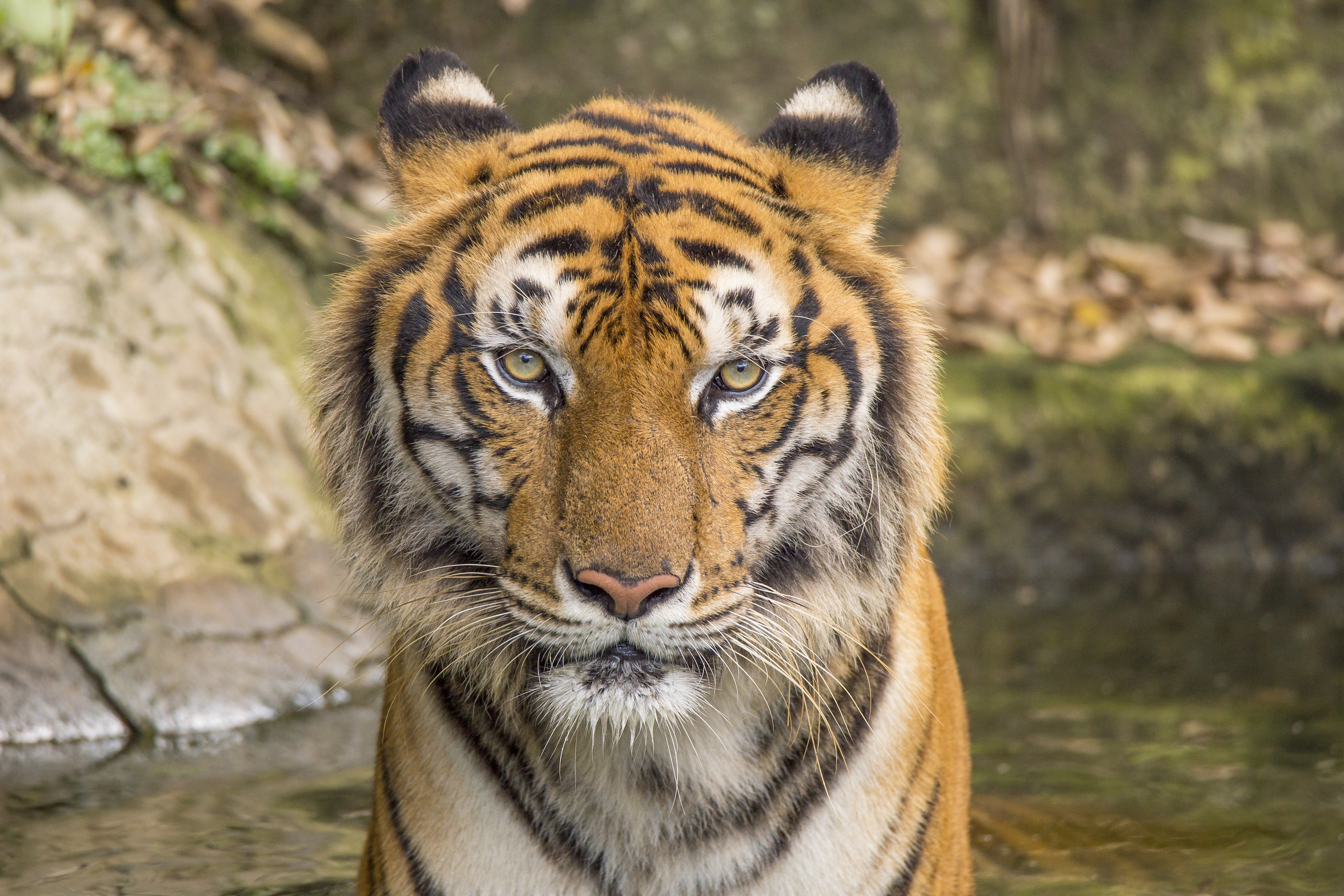 Tiger in water HD Wallpaper