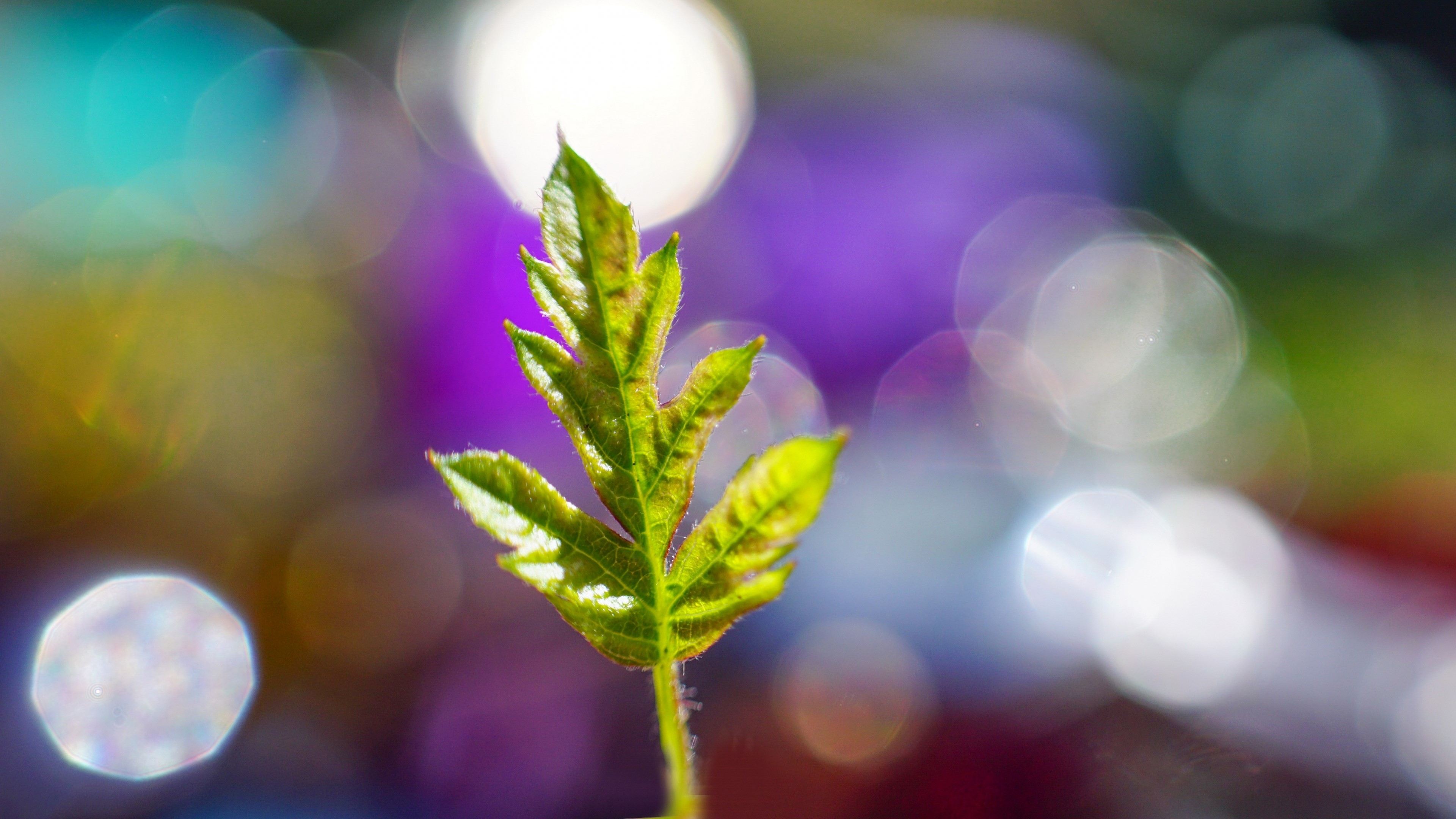 4K Leaf with Bokeh Background HD Wallpaper