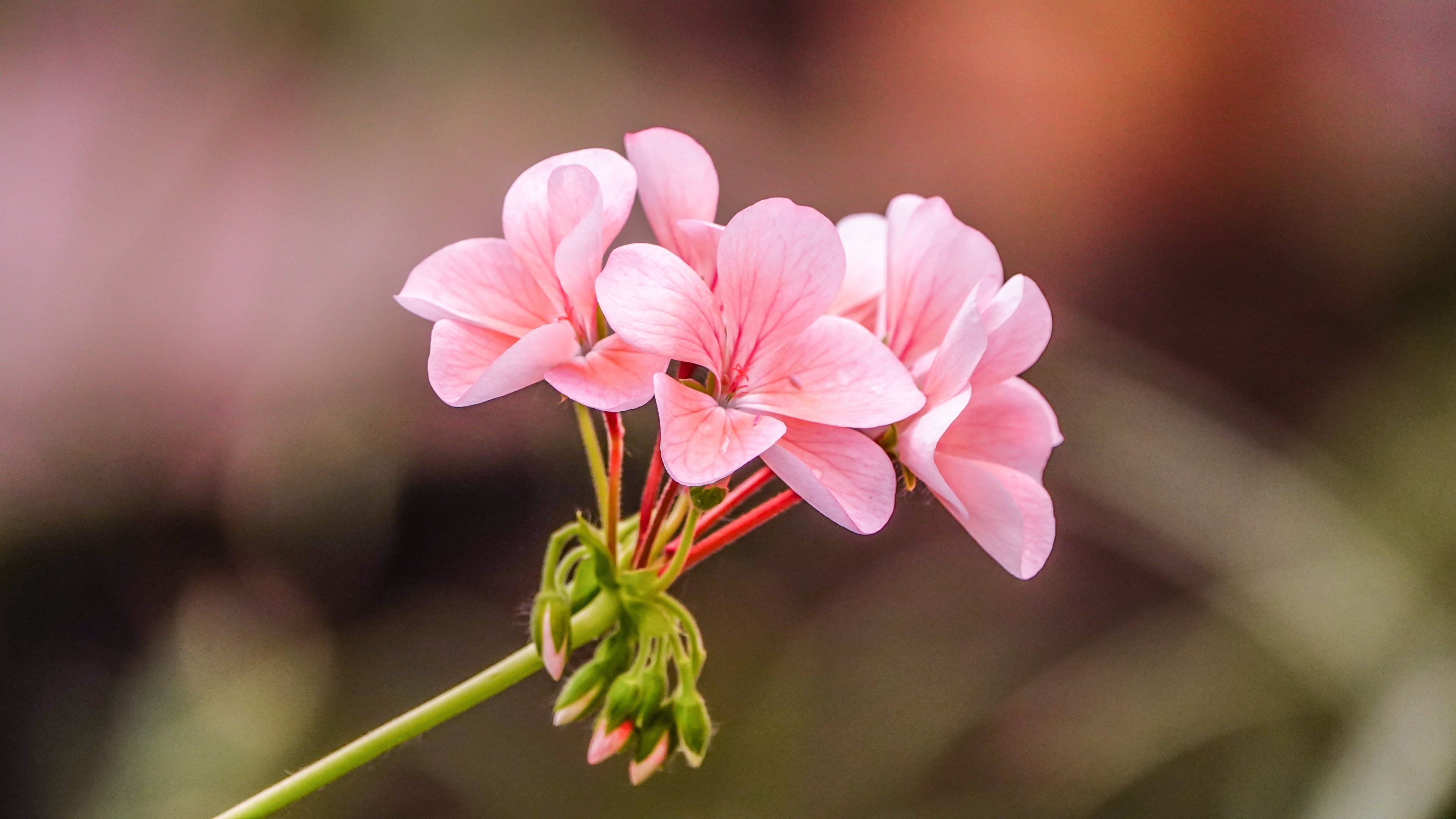 Close-up of pink geranium flowers HD Wallpaper