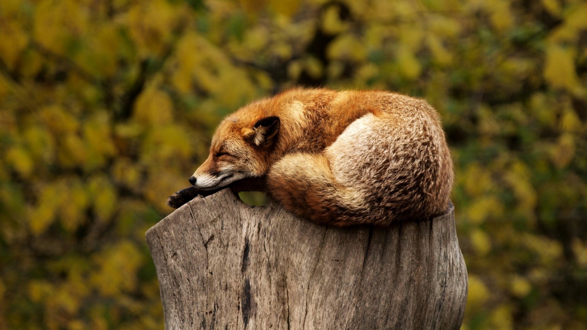 A fox sleeping on a tree stump HD Wallpaper