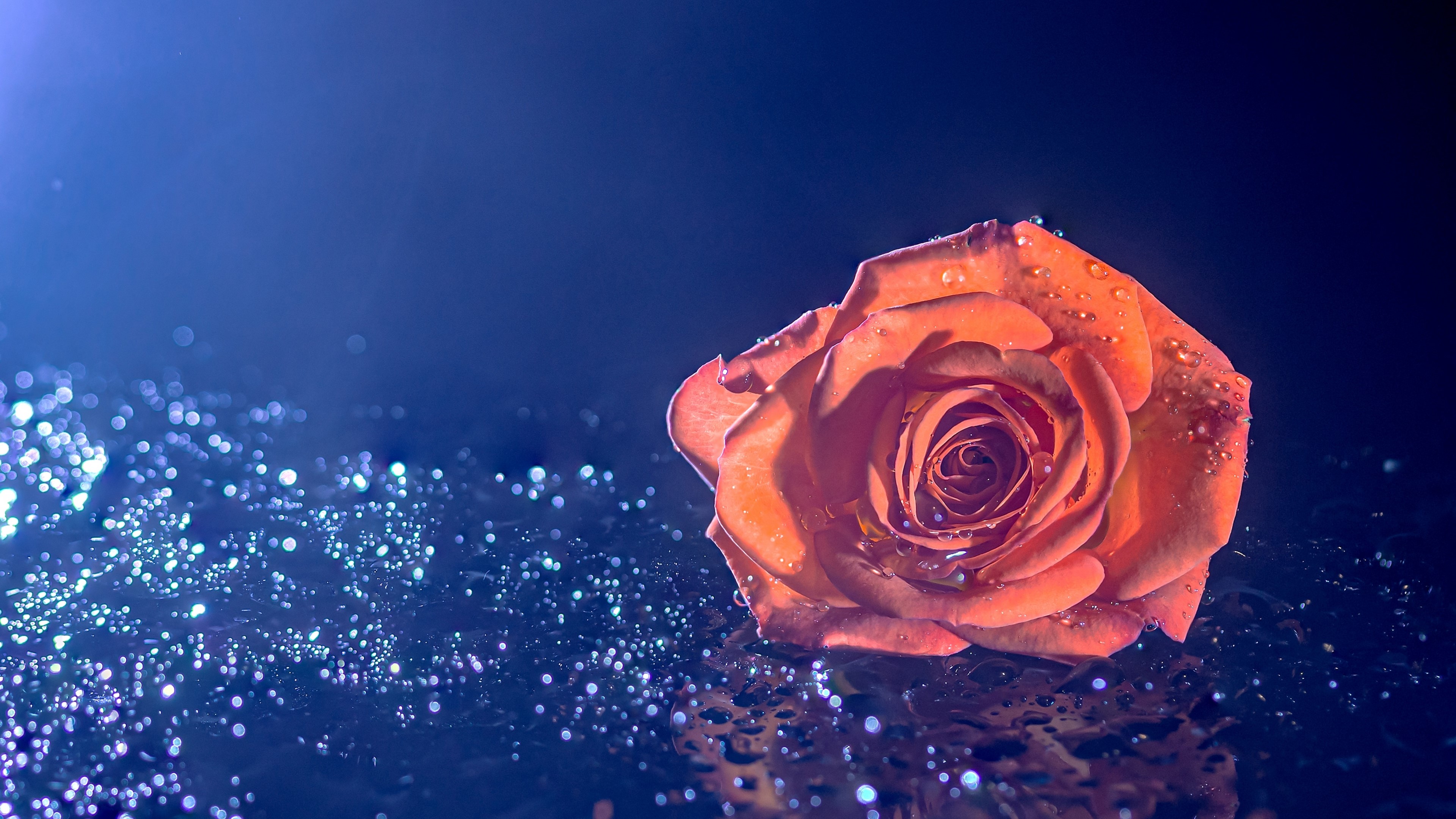 4K orange rose with water droplets HD Wallpaper