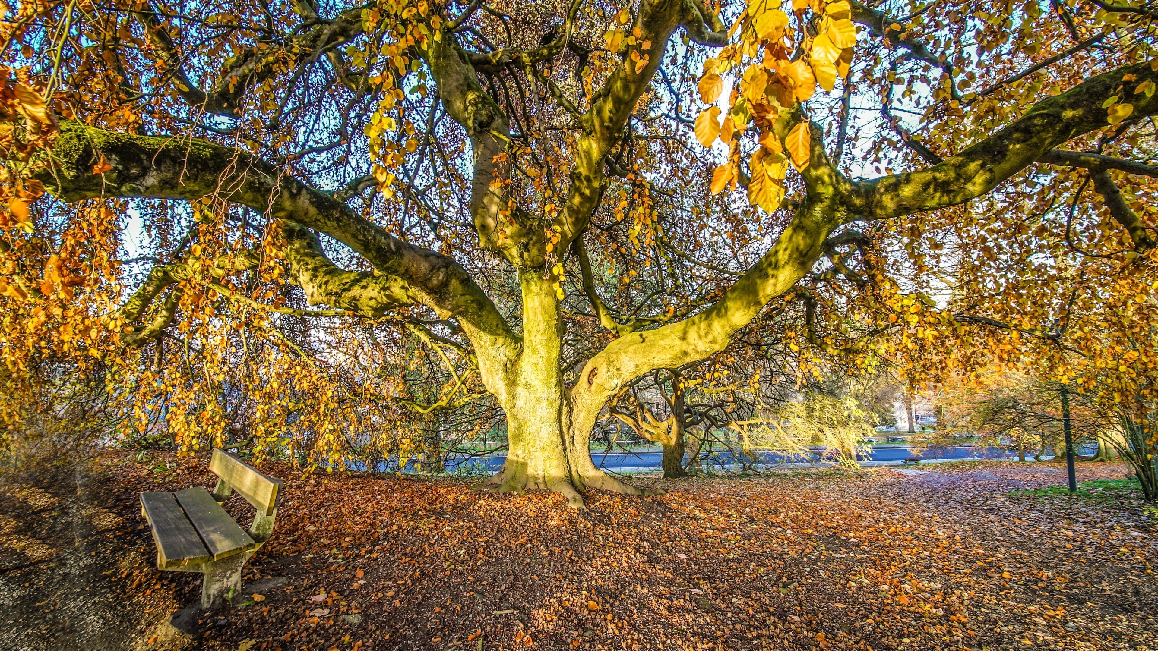 Bench under a large tree with autumn leaves HD Wallpaper