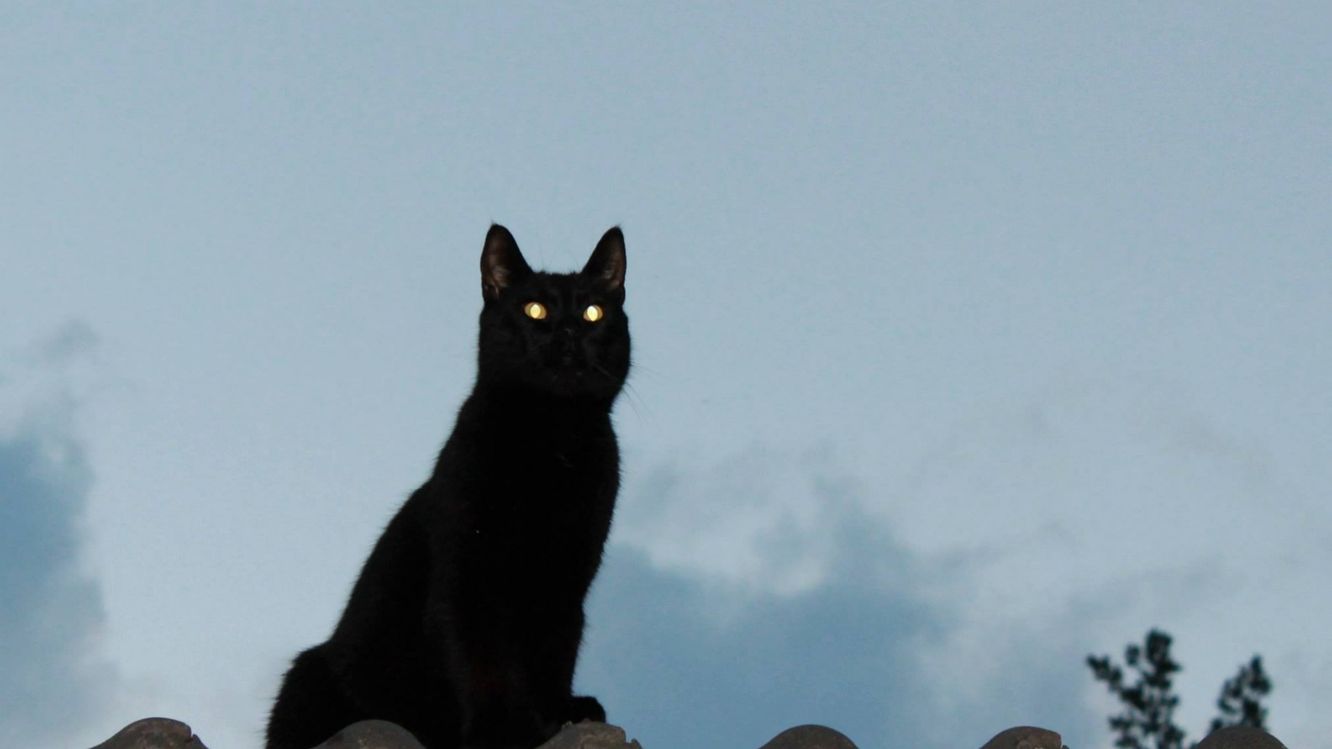 Black cat with glowing eyes on a rooftop HD Wallpaper