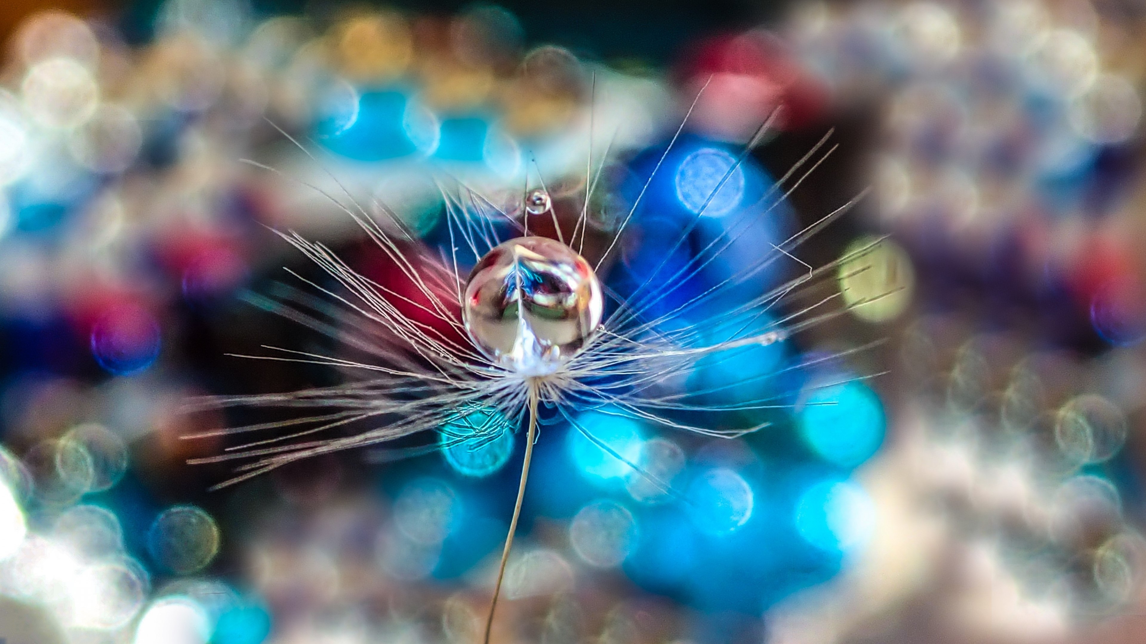 4K Dandelion Seed with Water Droplet HD Wallpaper