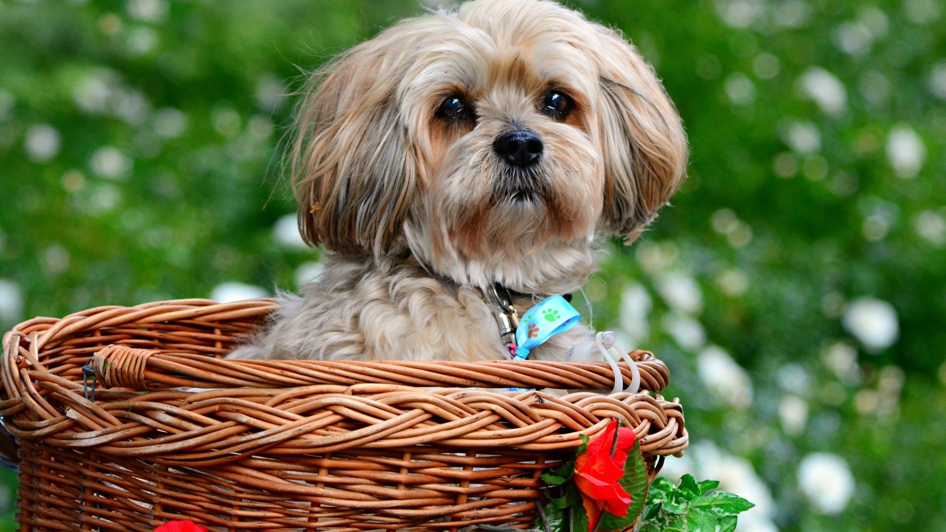 Fluffy dog sitting in a wicker basket HD Wallpaper
