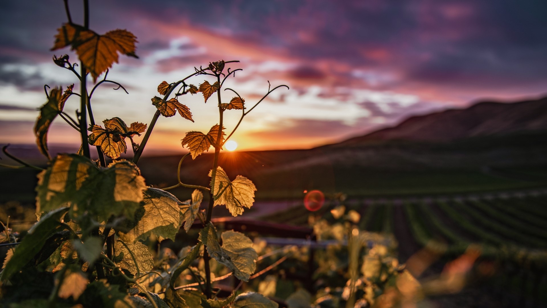 Vineyard at sunset with purple clouds HD Wallpaper