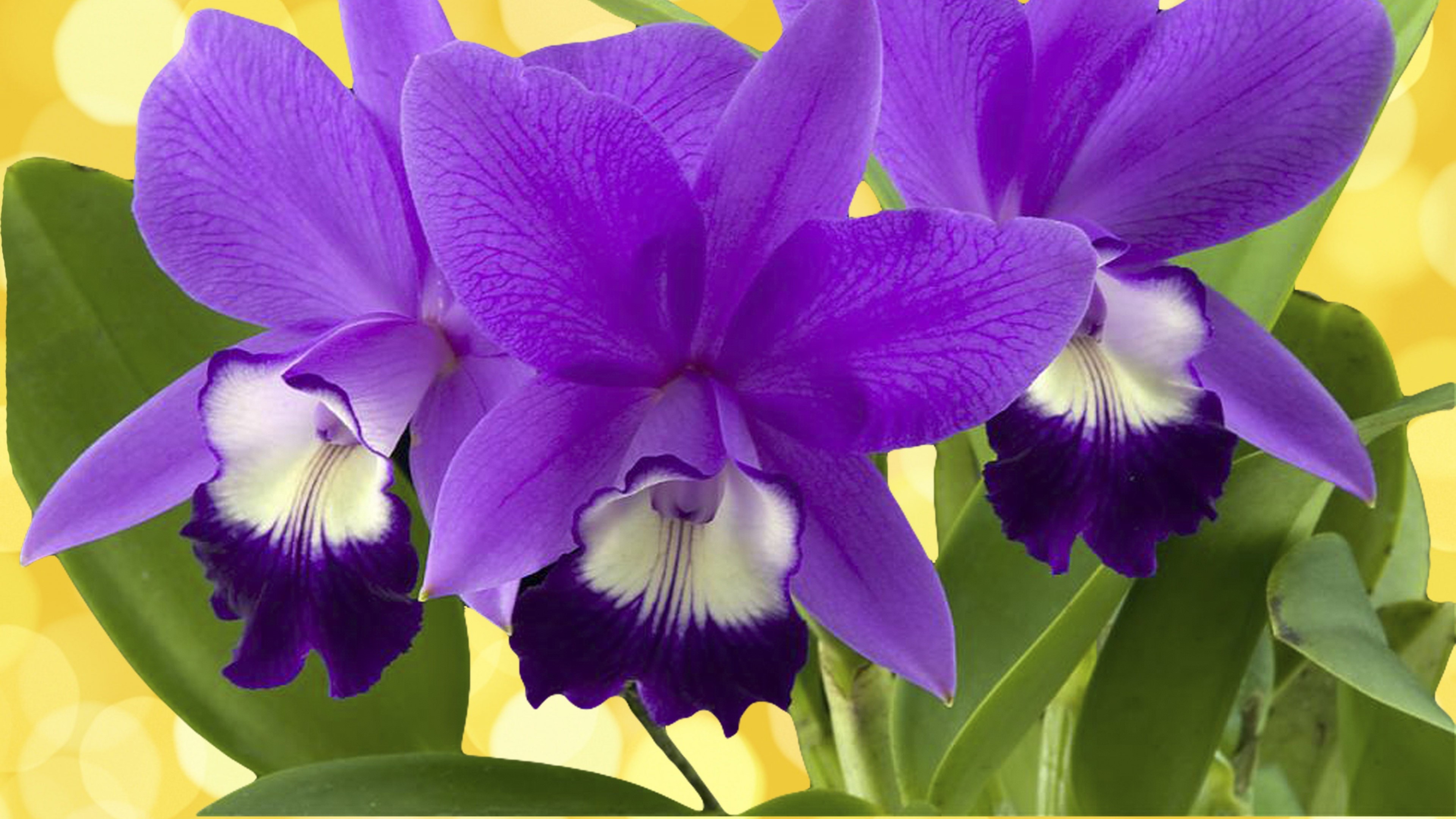 Purple Cattleya Orchids with Yellow Bokeh Background HD Wallpaper