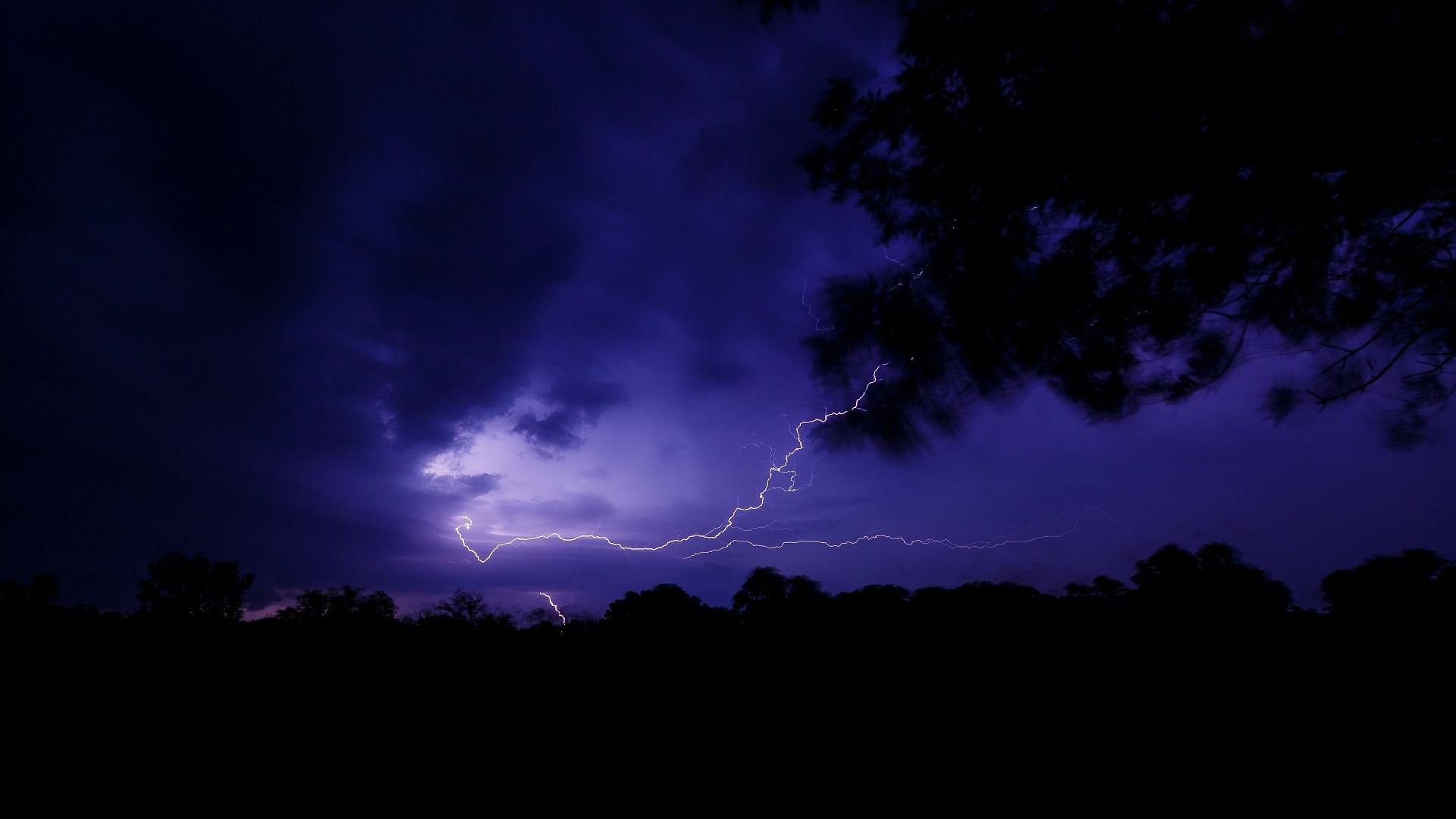 Lightning strikes dark stormy sky over silhouetted trees HD Wallpaper