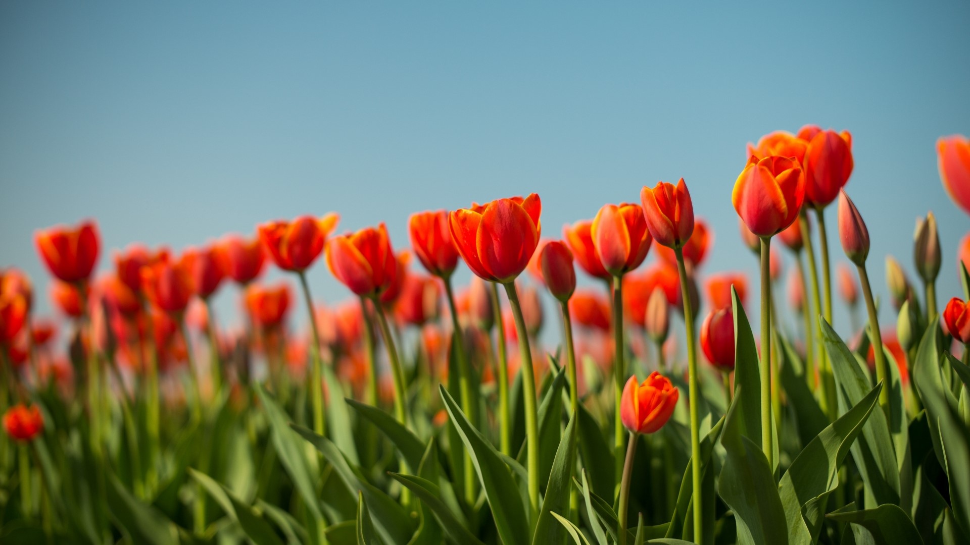 Field of Orange Tulips Under a Blue Sky HD Wallpaper
