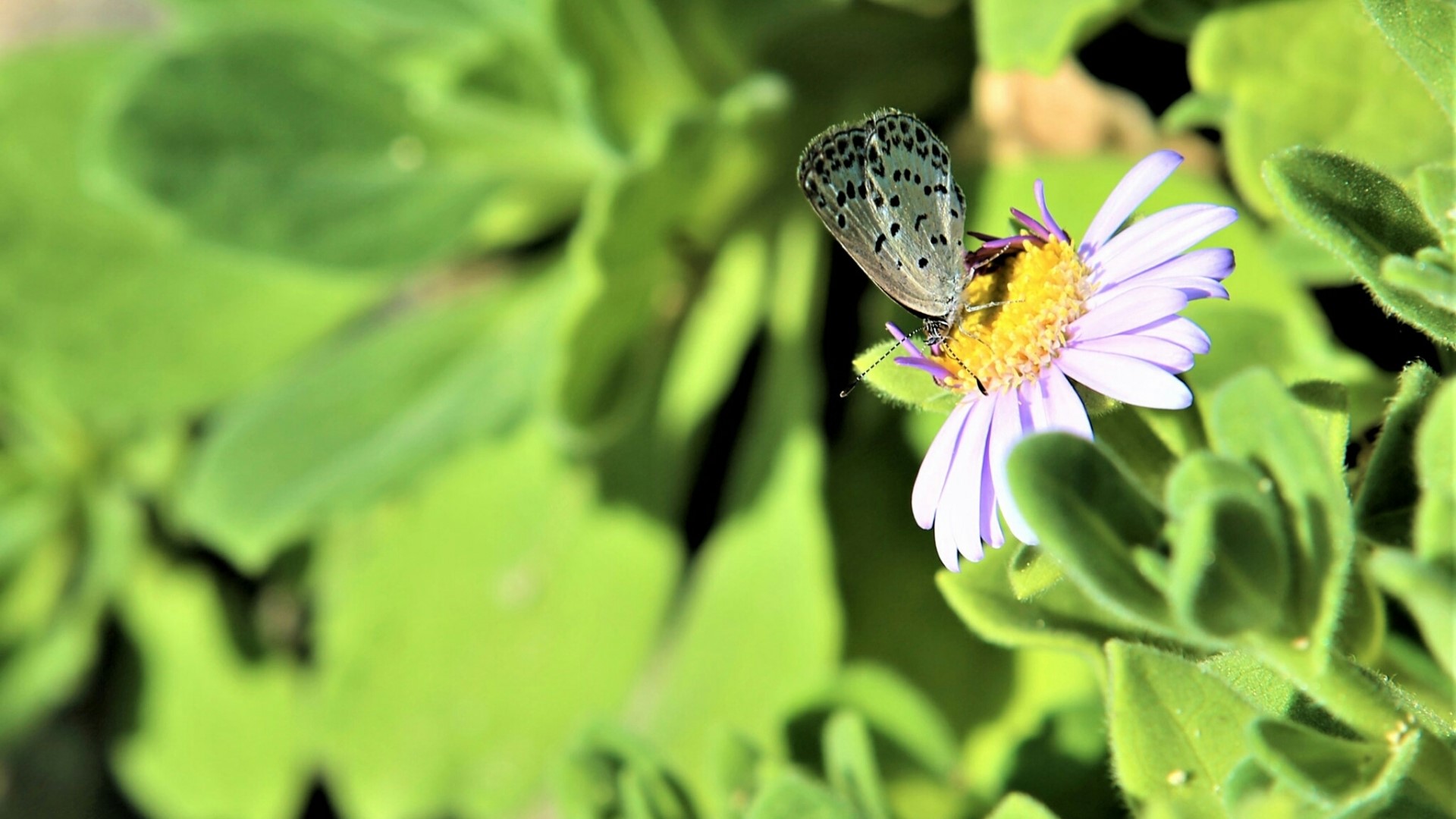 Butterfly on a purple flower HD Wallpaper