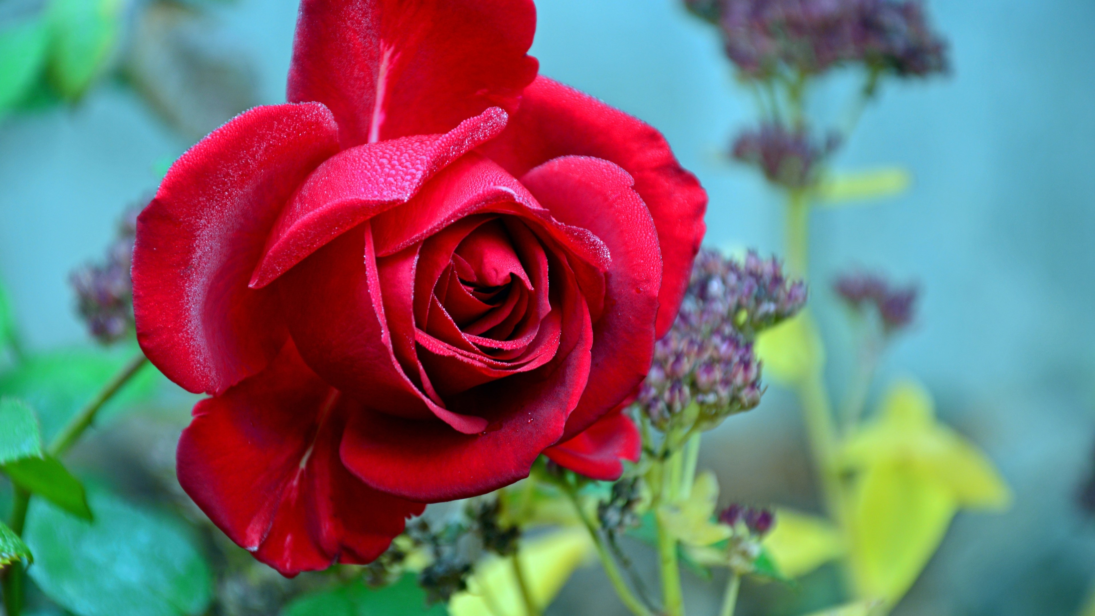 4K Red Rose Flower HD Wallpaper