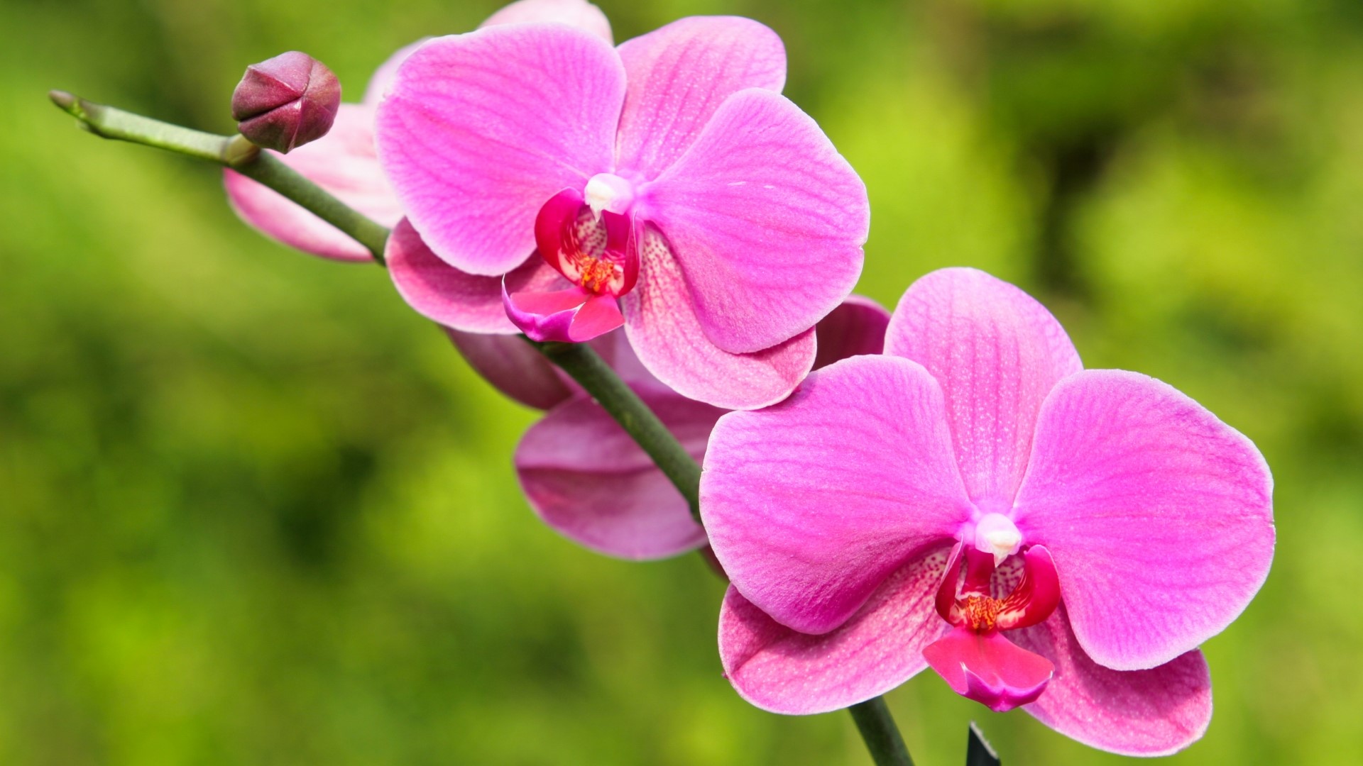 Pink Orchid flowers on a stem HD Wallpaper