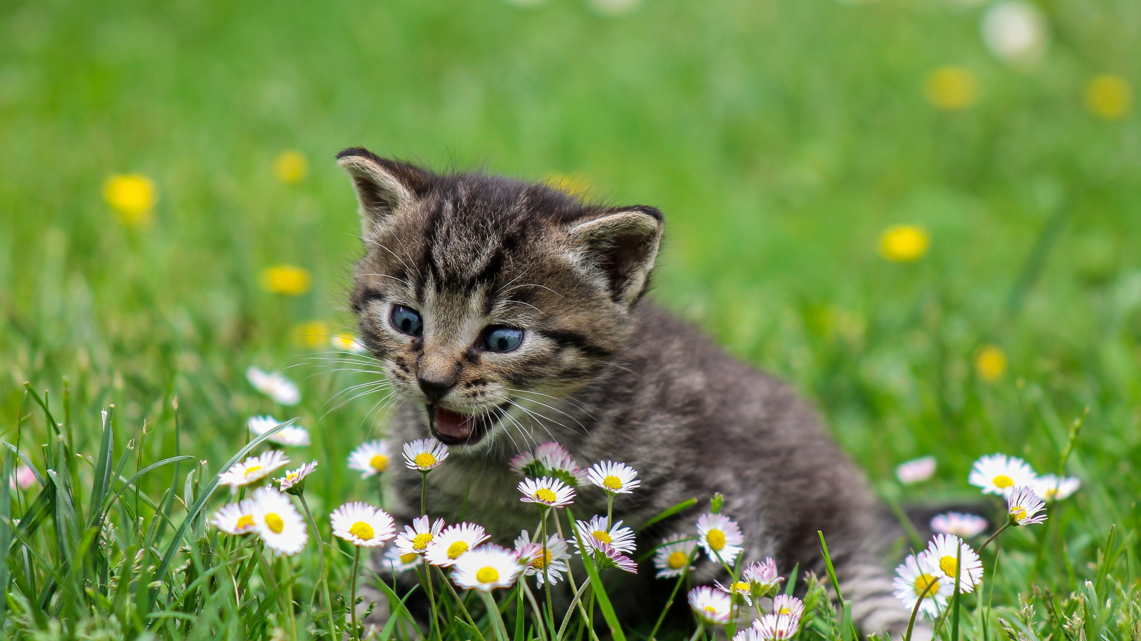 4K Kitty in Daisies HD Wallpaper