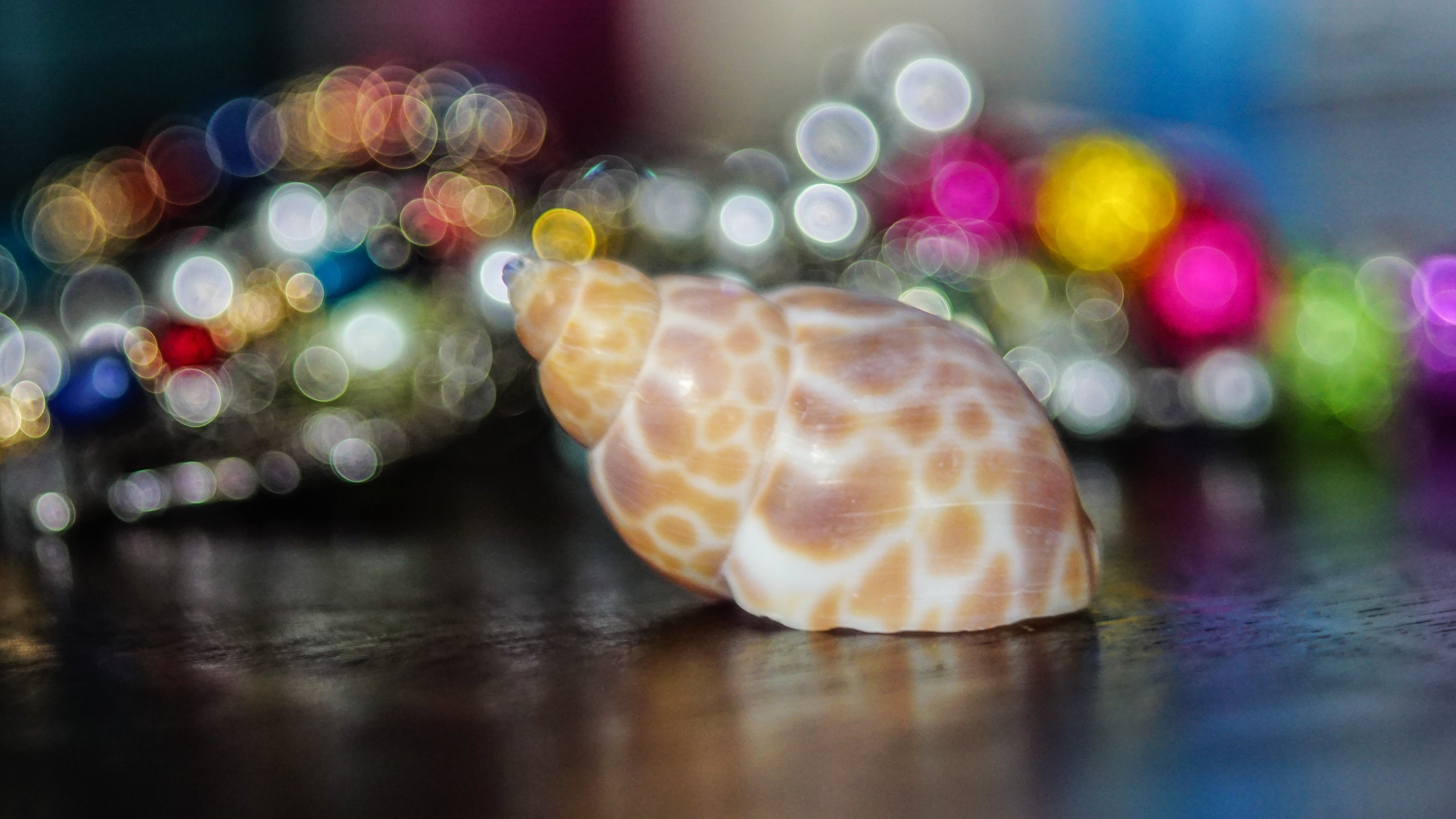 Shell HD Wallpaper