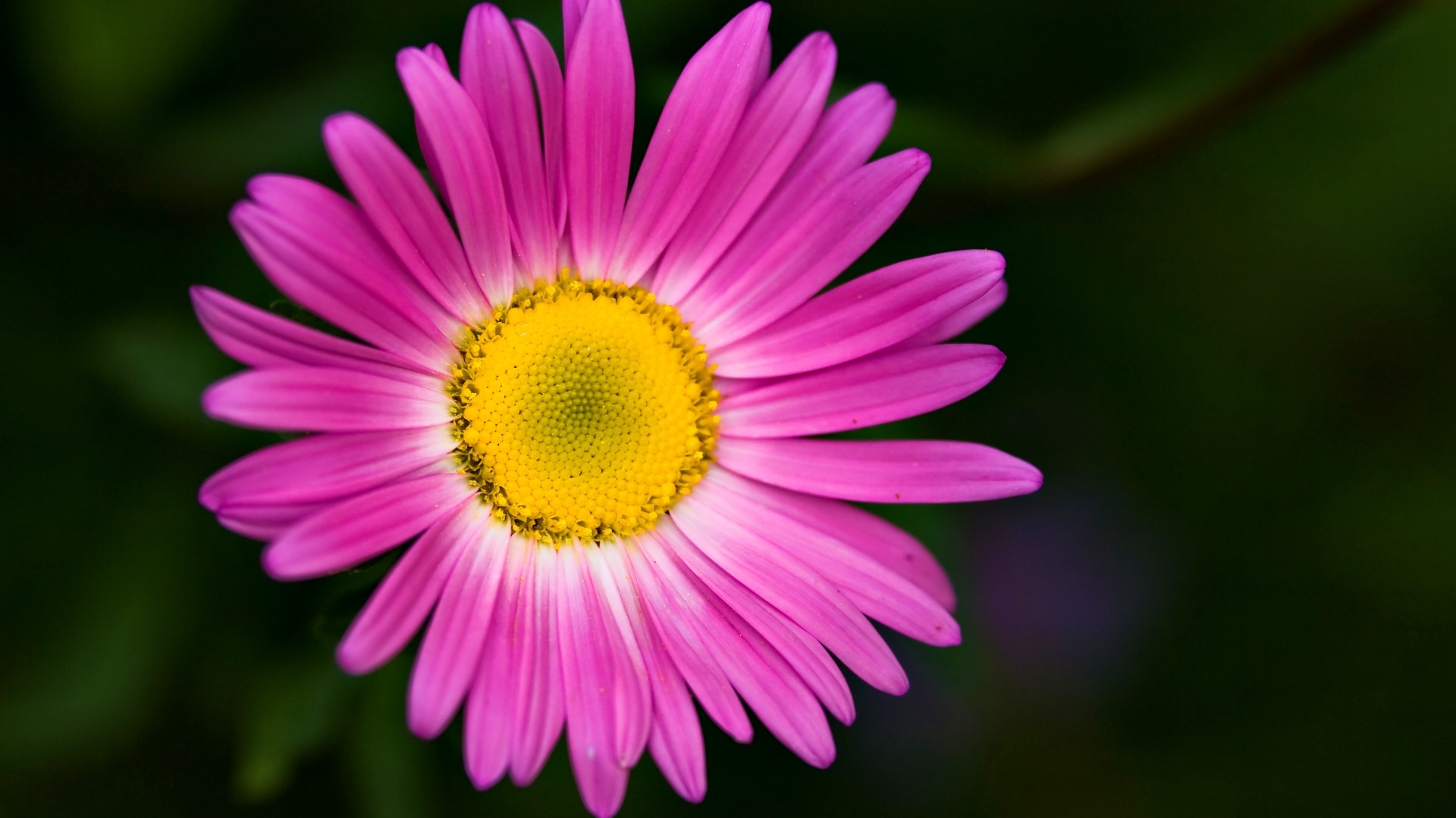 Pink daisy with yellow center HD Wallpaper