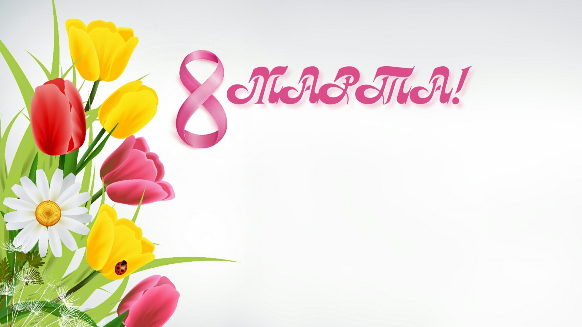 8 March Tulips and Daisy HD Wallpaper
