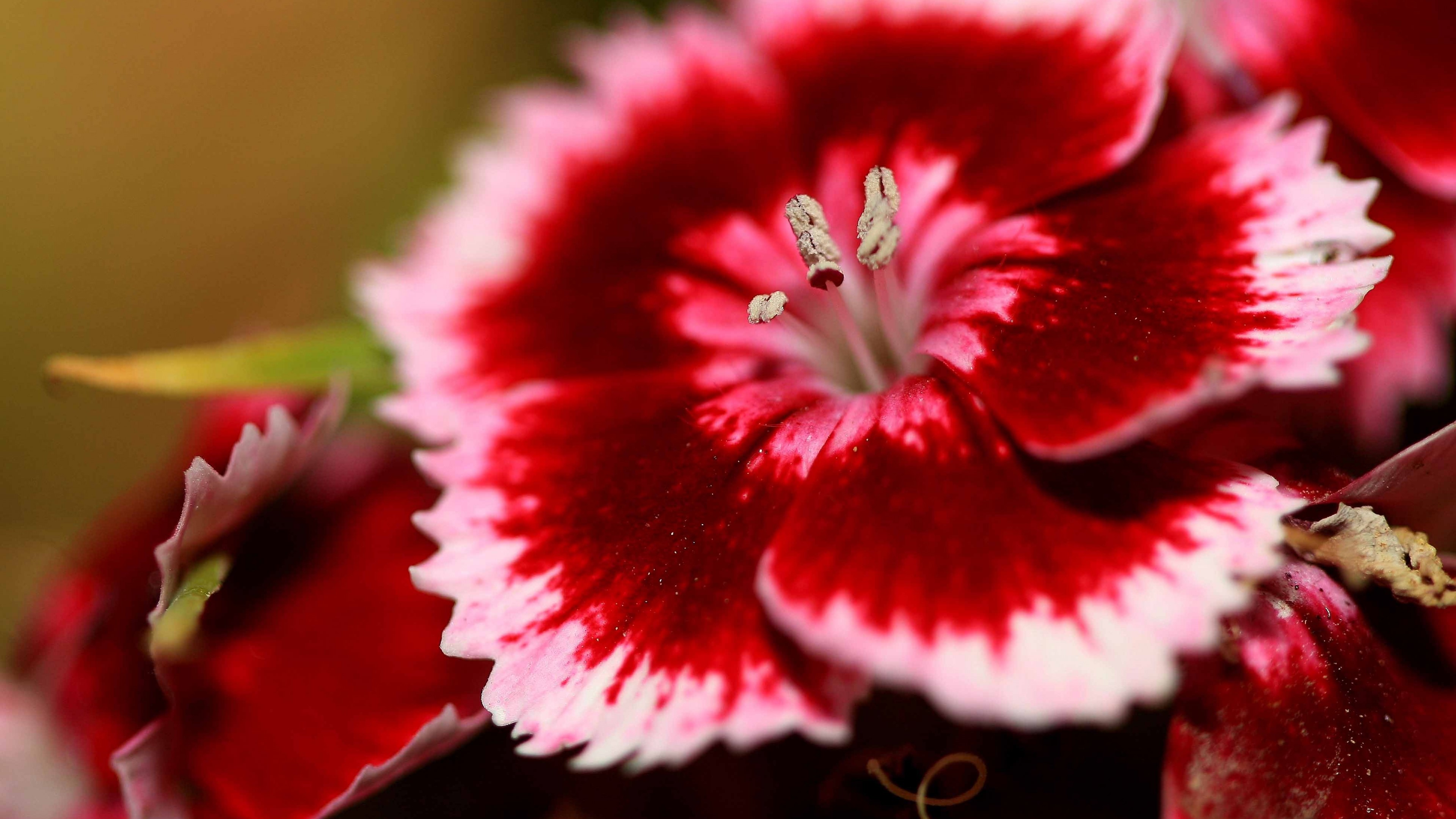 4K Red and Pink Carnation Flower HD Wallpaper