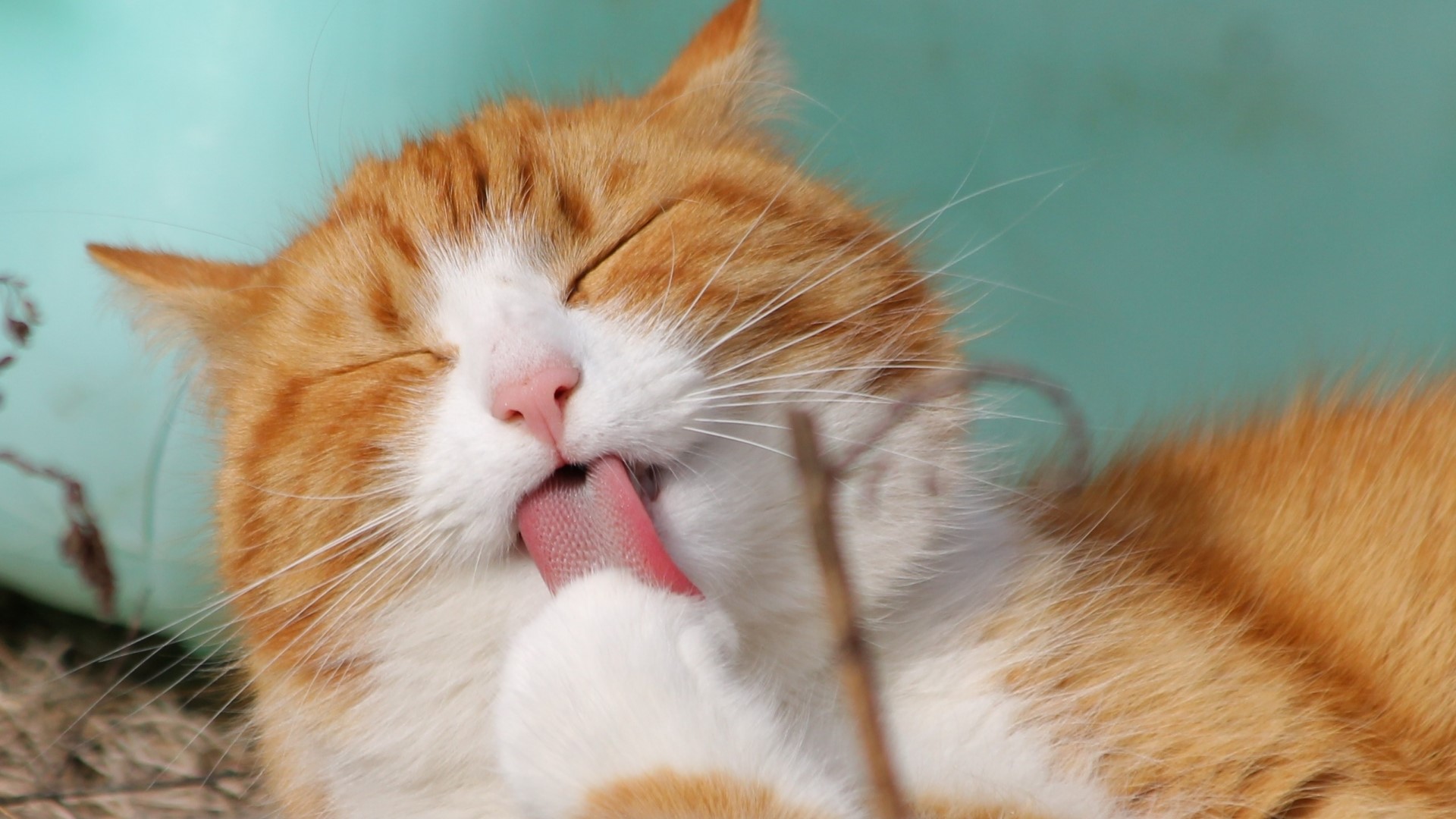 Orange and white cat grooming its paw HD Wallpaper