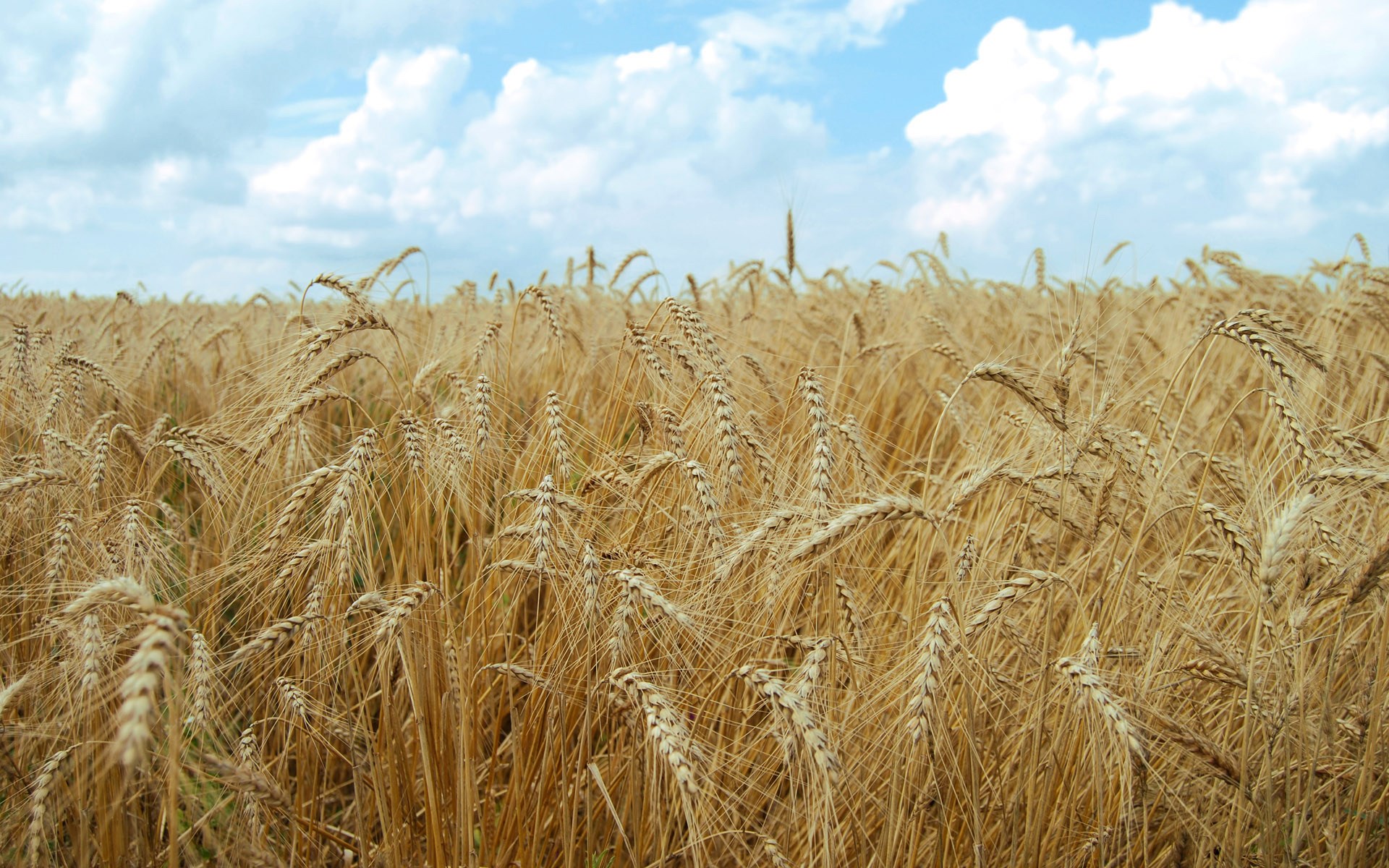 Field of golden wheat under a cloudy sky HD Wallpaper