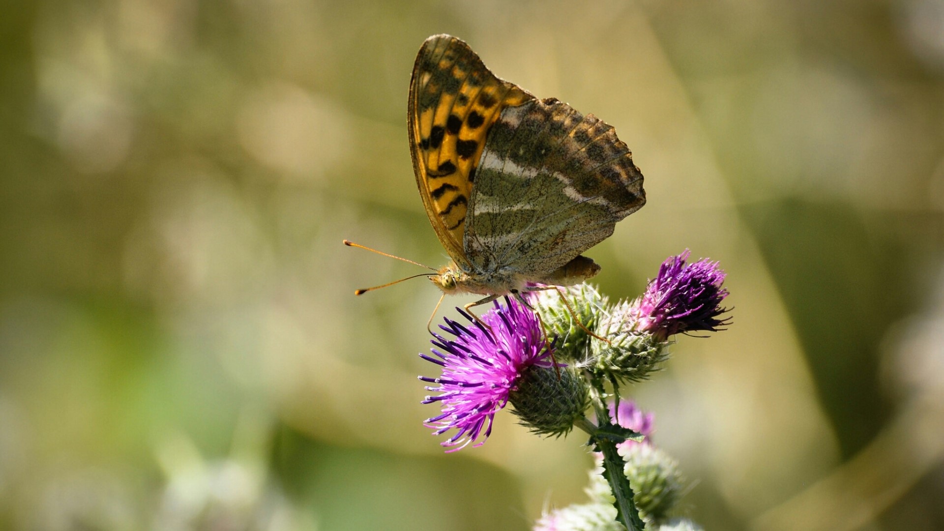 Butterfly on a thistle flower HD Wallpaper