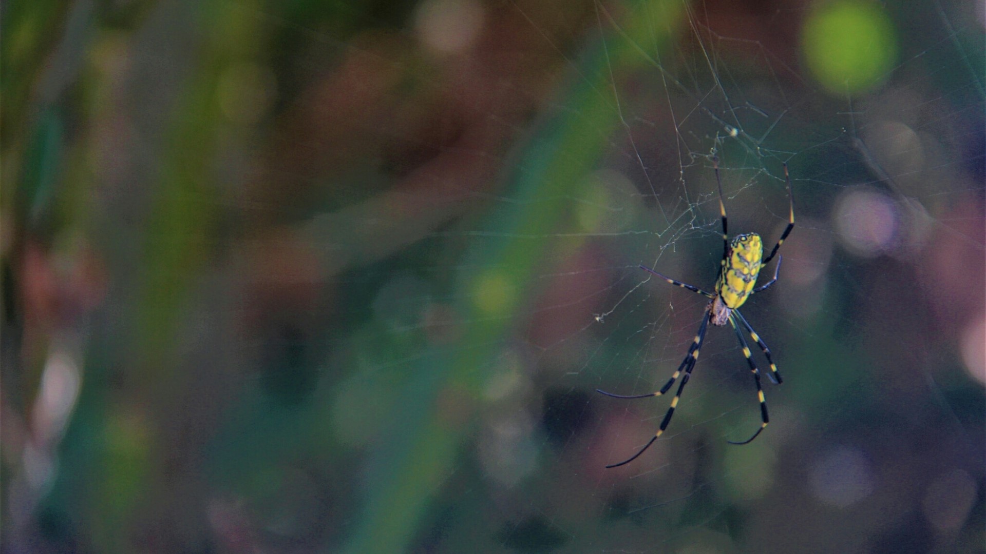 A yellow and black spider on a web HD Wallpaper