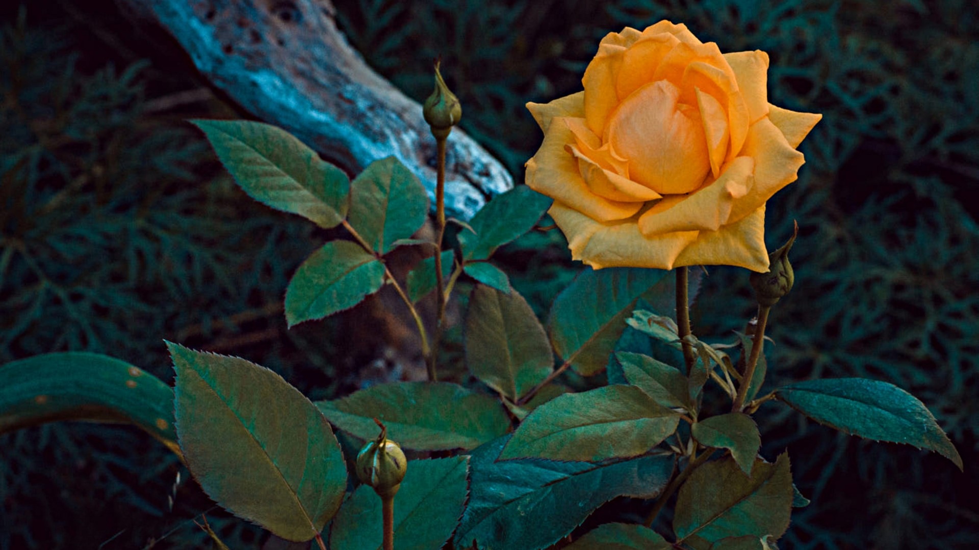Yellow rose with buds and leaves HD Wallpaper