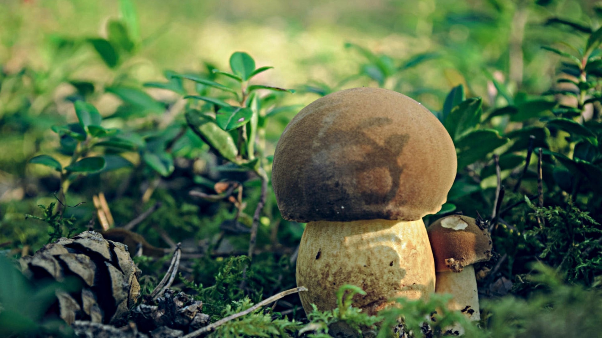 Two mushrooms in a forest with a pinecone HD Wallpaper