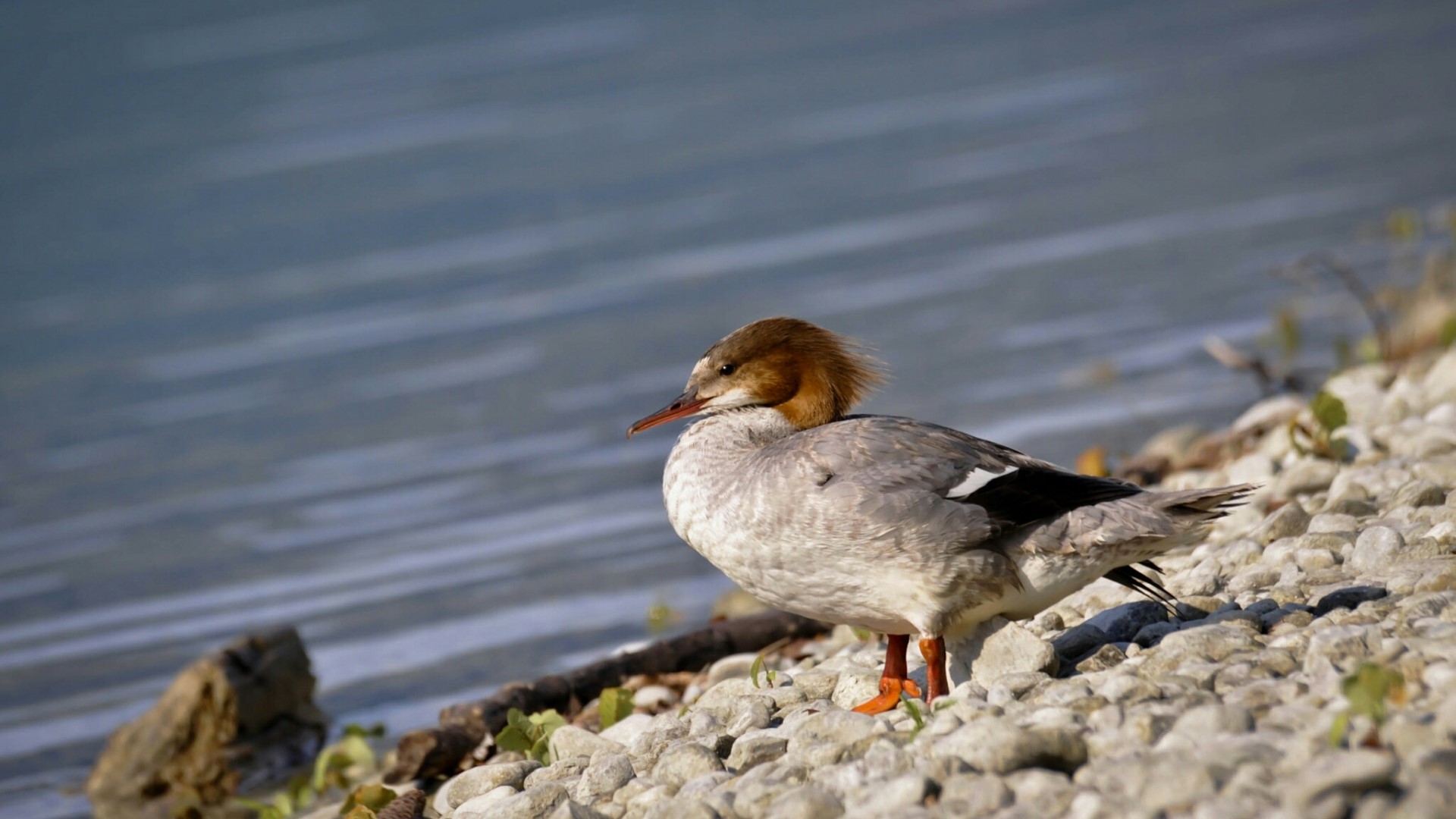 A female Goosander duck on a rocky shore HD Wallpaper