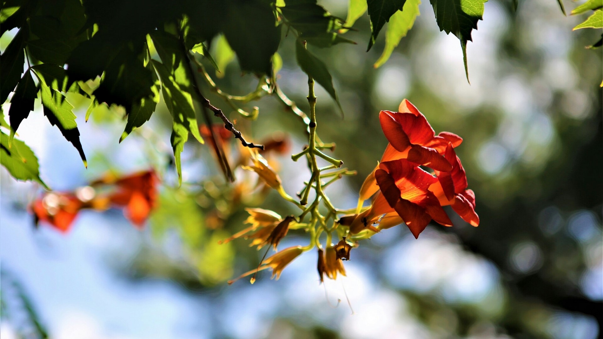 Orange trumpet flowers hanging from a vine HD Wallpaper