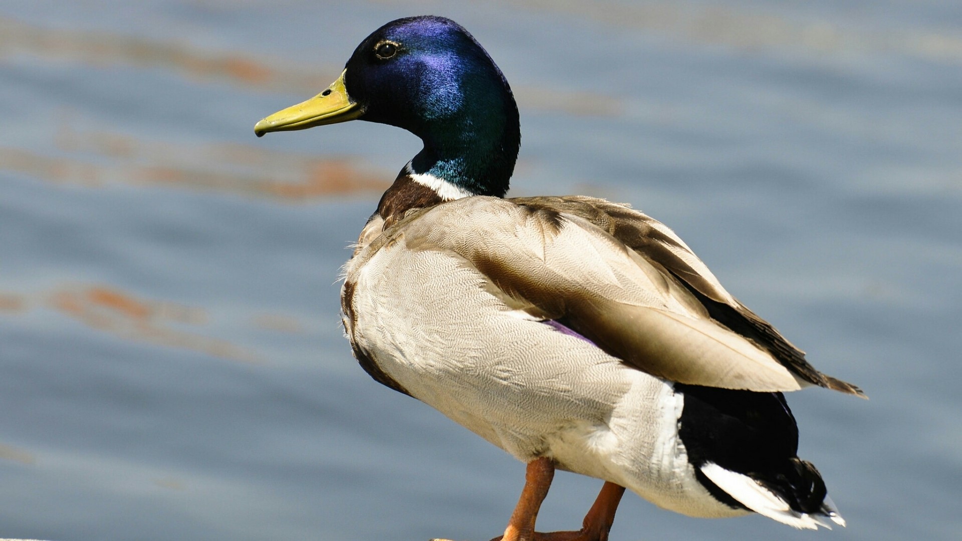 Mallard duck standing on a surface with water in the background HD Wallpaper