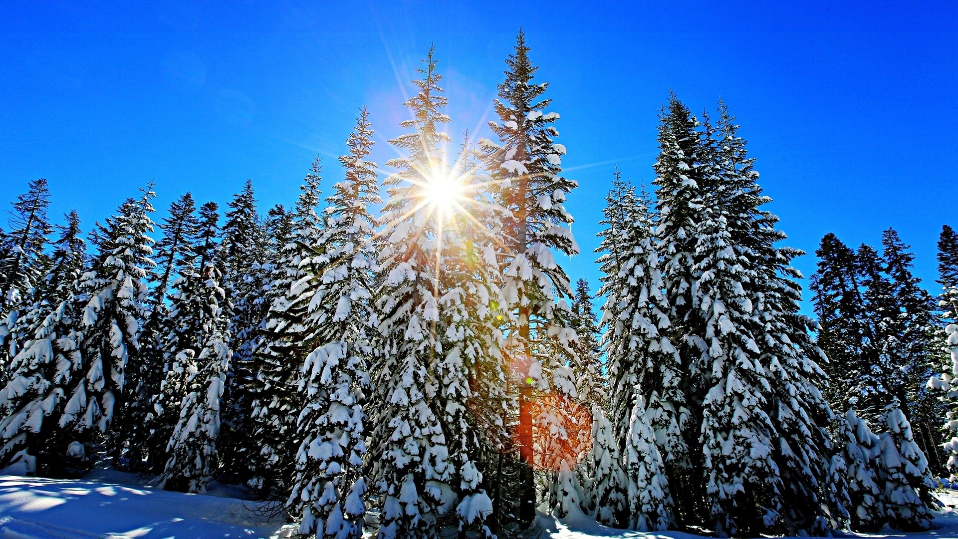 Snow-covered pine trees under a bright sun HD Wallpaper