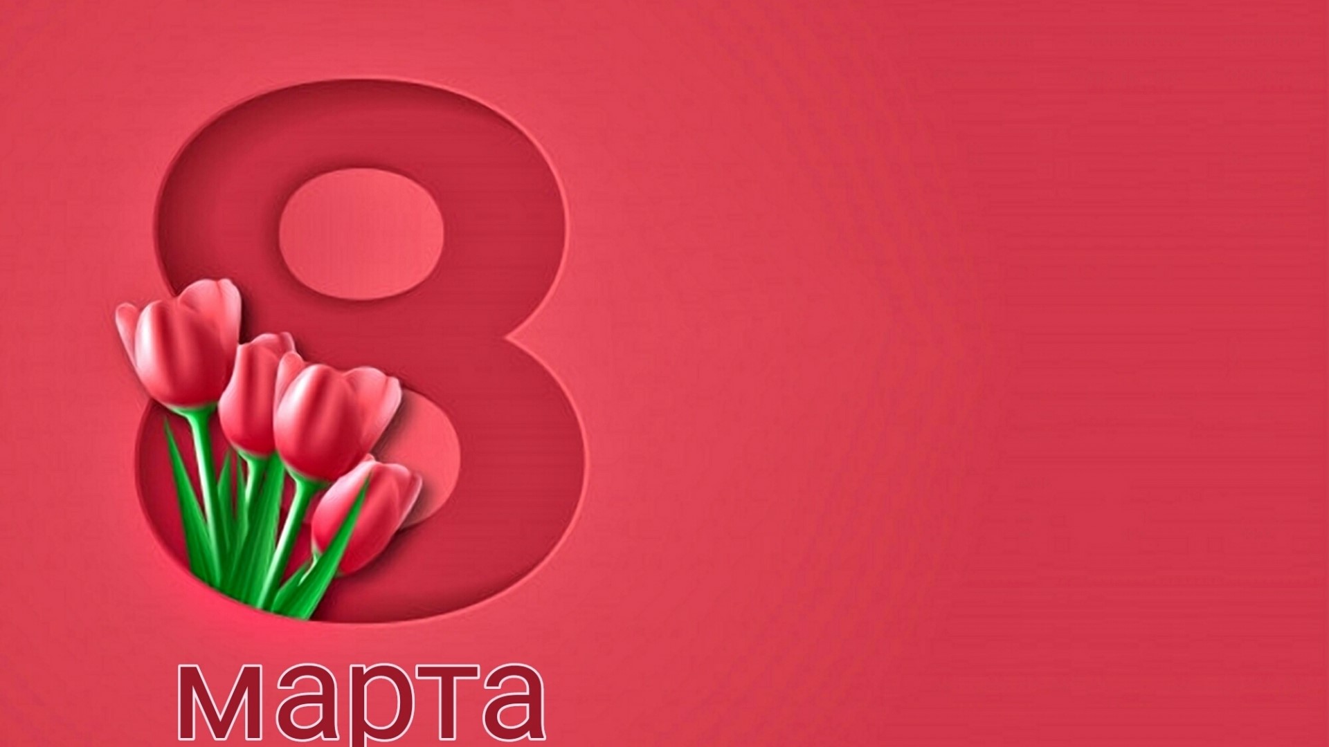 8 March Tulips HD Wallpaper