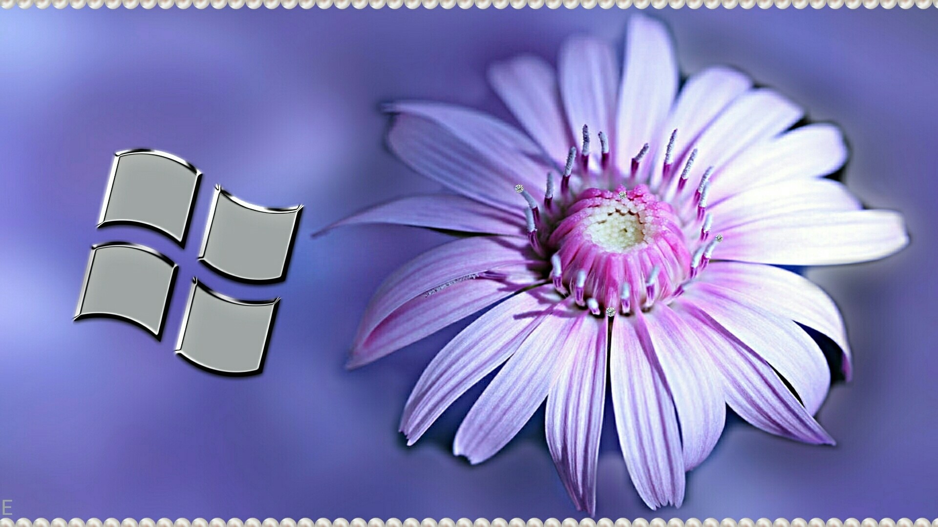 Windows Logo with Purple Flower HD Wallpaper