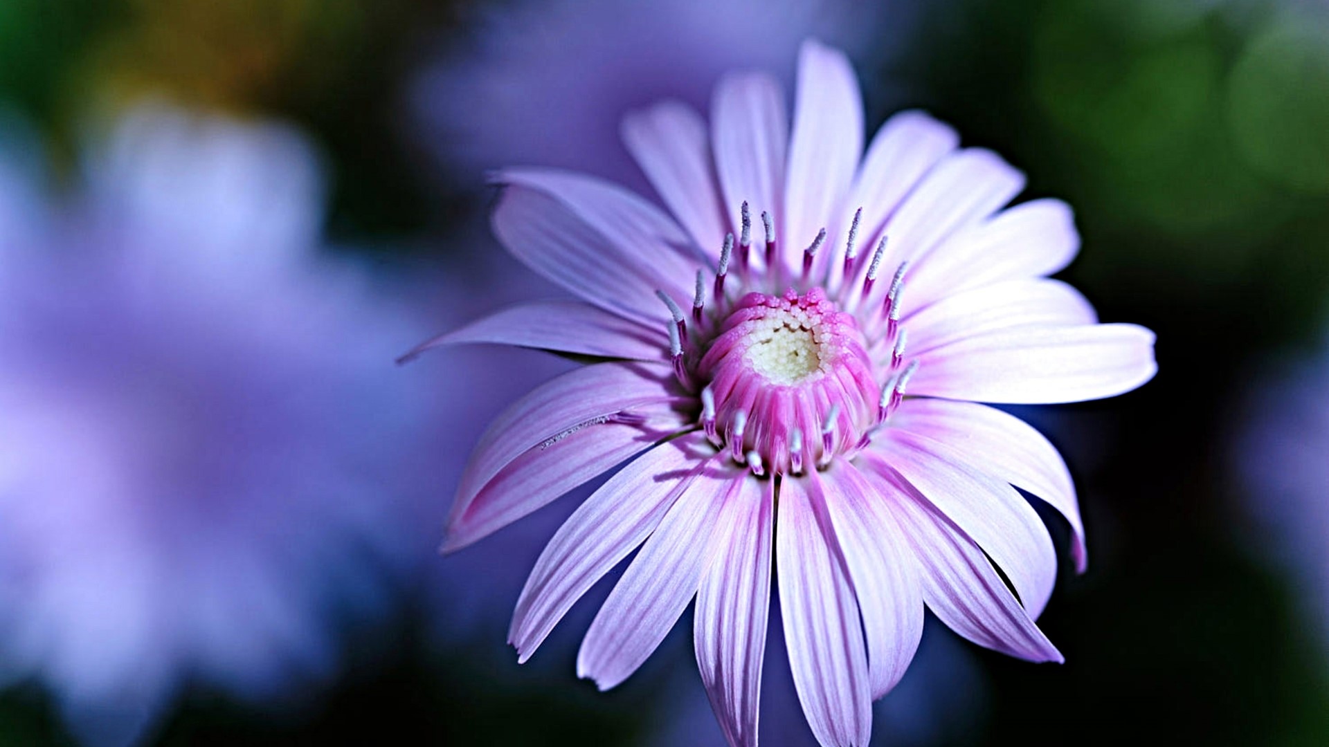 Close-up of a purple daisy with a pink center HD Wallpaper