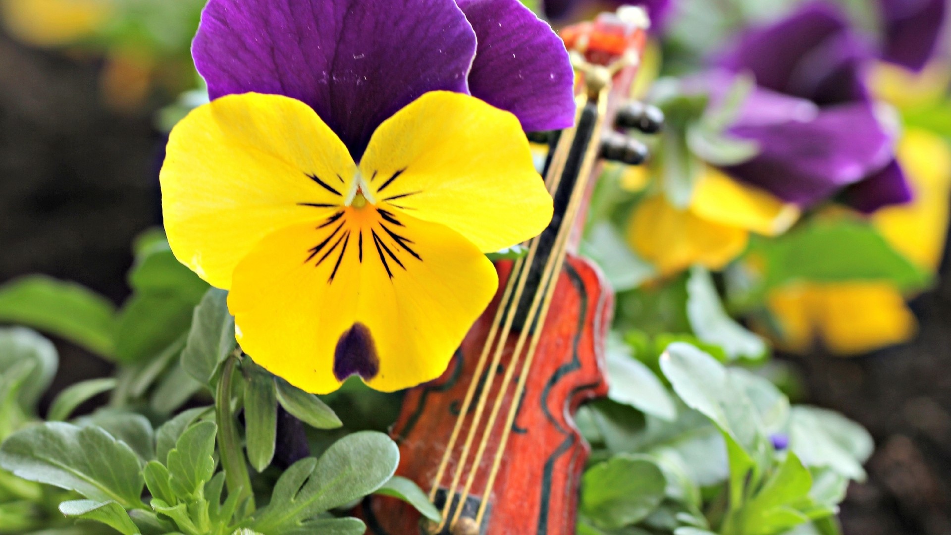 Yellow and purple pansies with a miniature violin HD Wallpaper