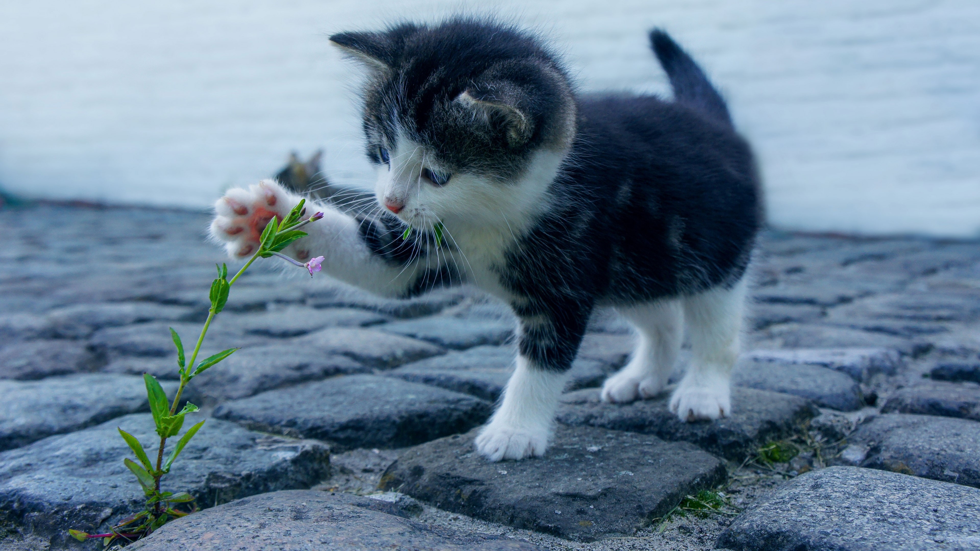4K Kitty Playing with Flower HD Wallpaper