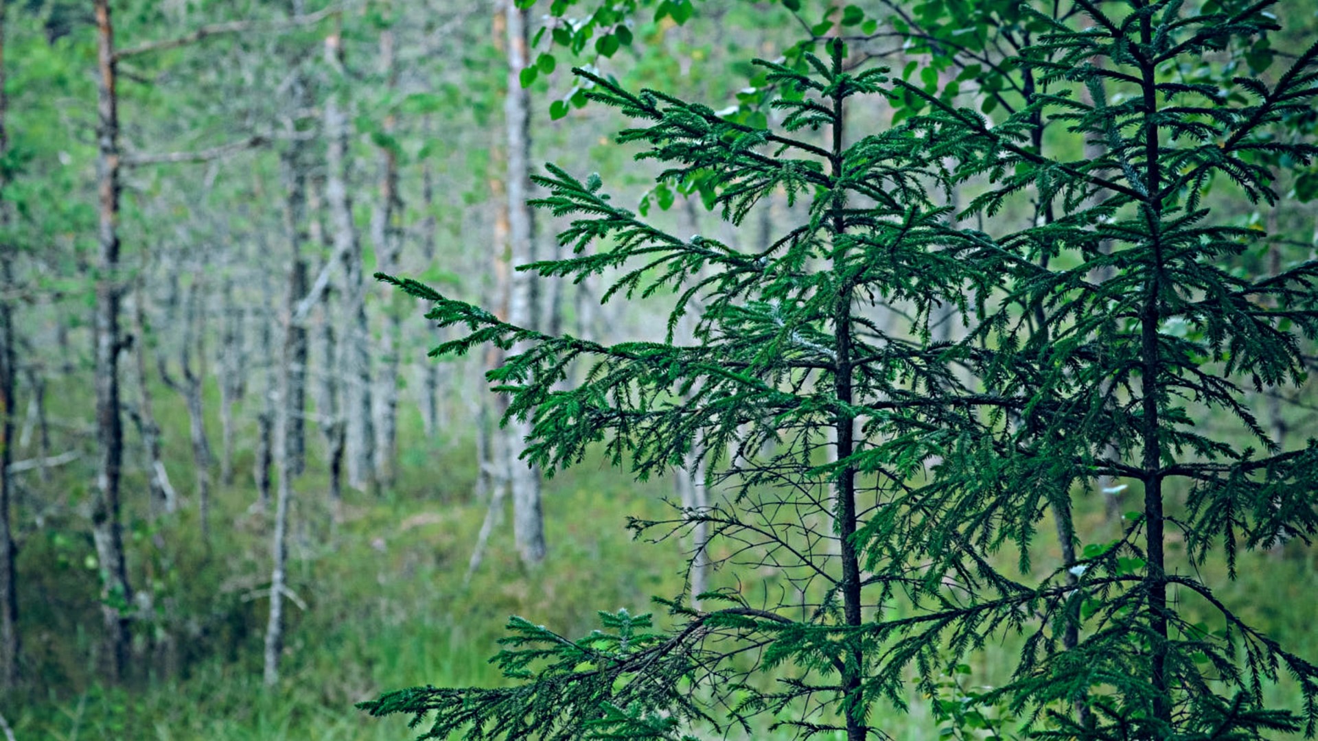 Forest with pine trees and birch trees HD Wallpaper
