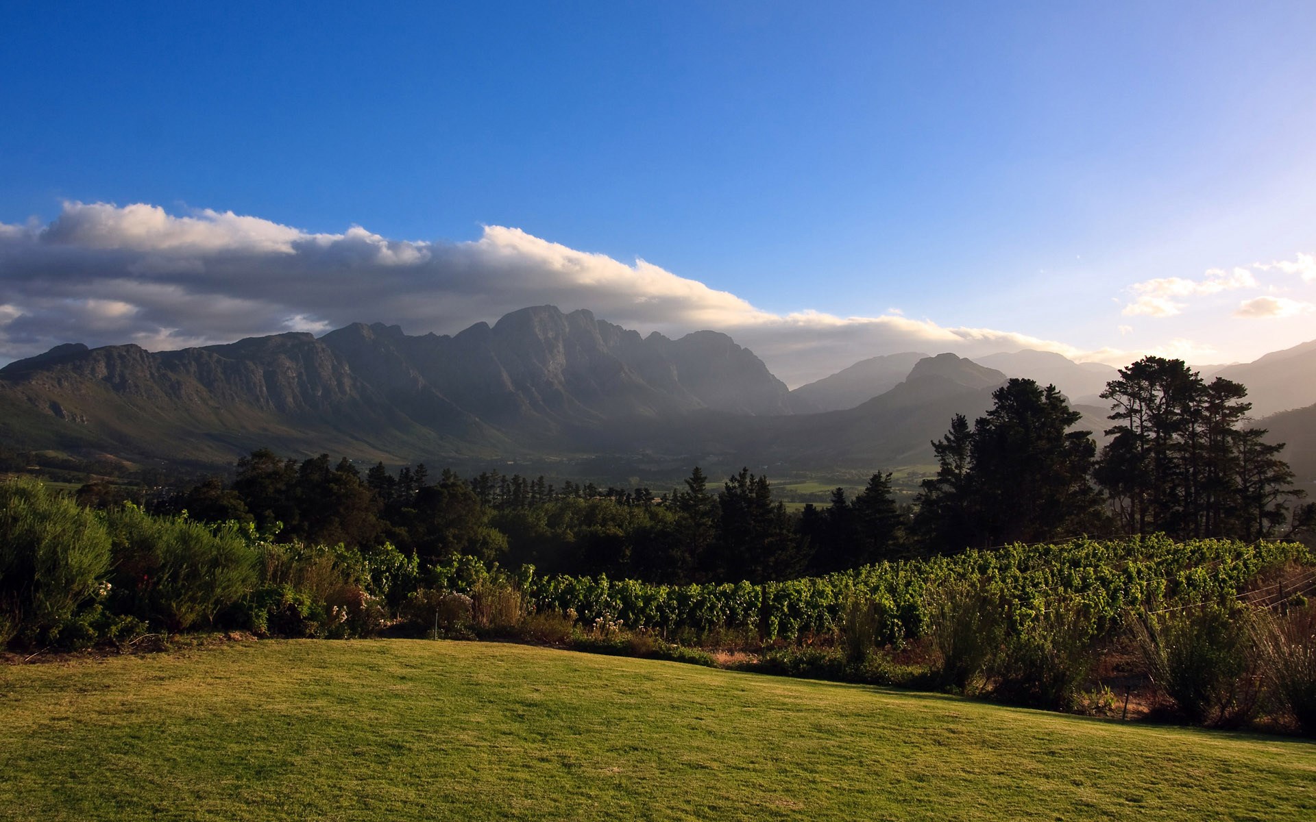 Vineyard with mountains and clouds at sunset HD Wallpaper