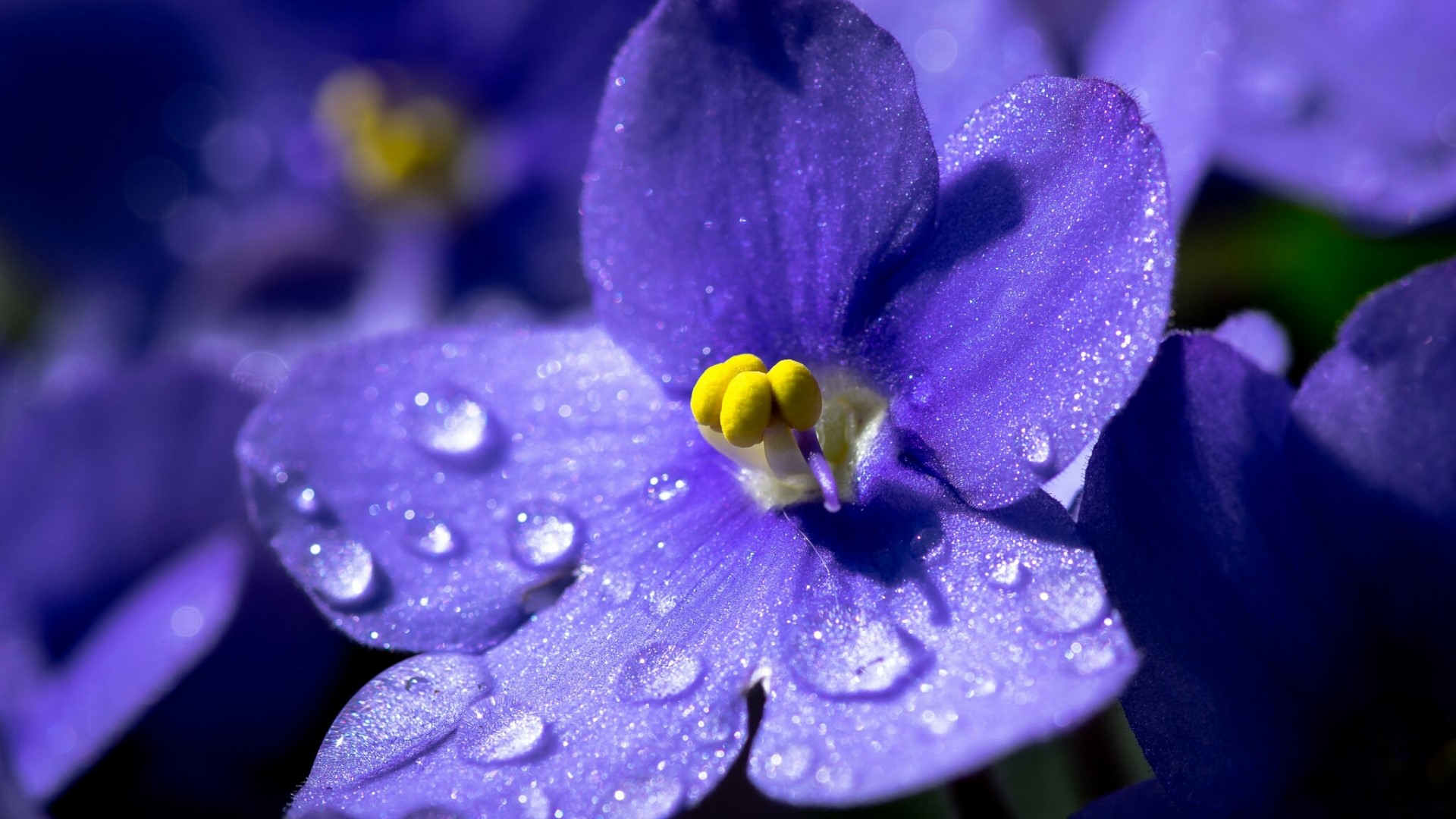 Close-up of a purple African violet with water droplets HD Wallpaper